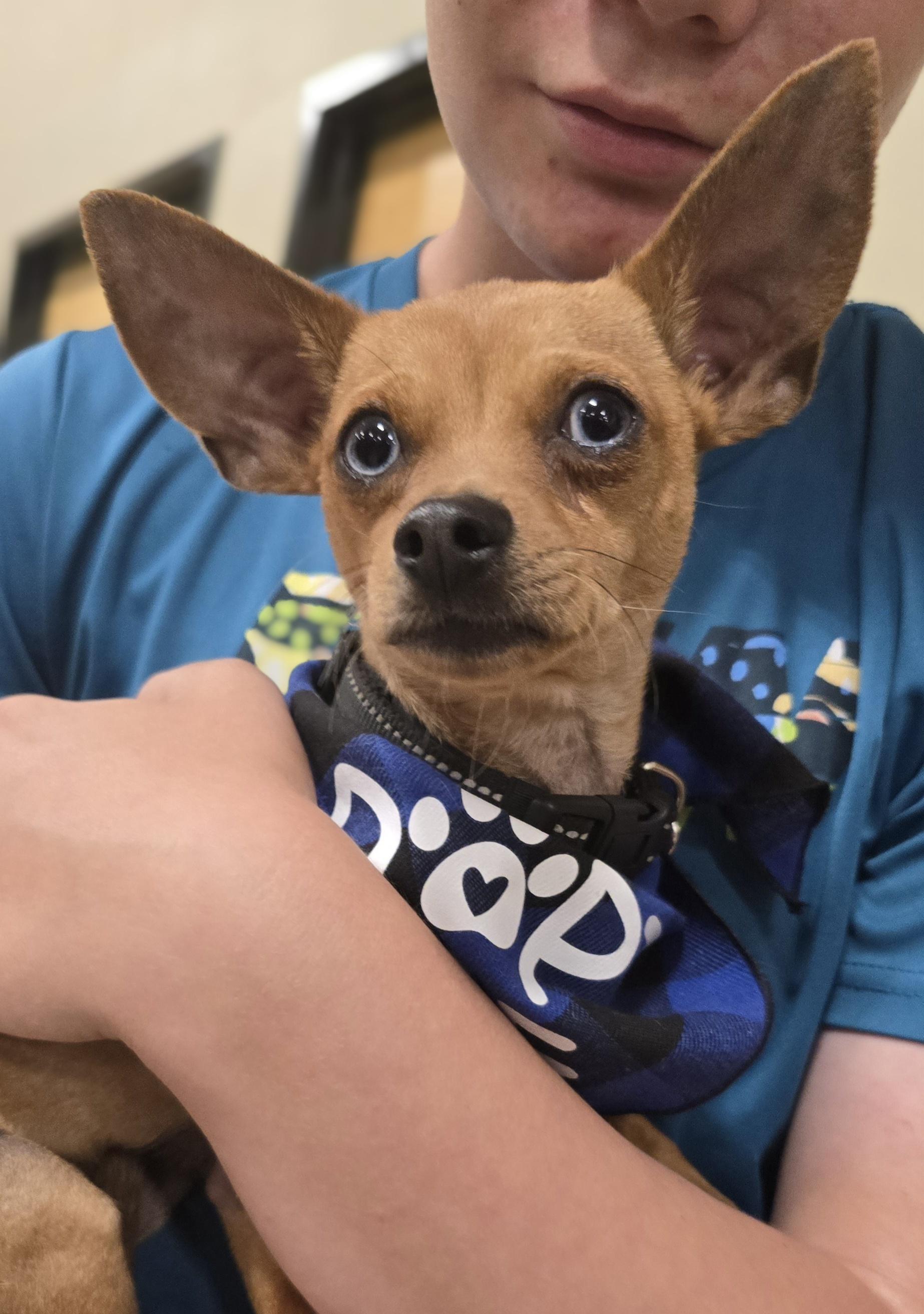 Frankie