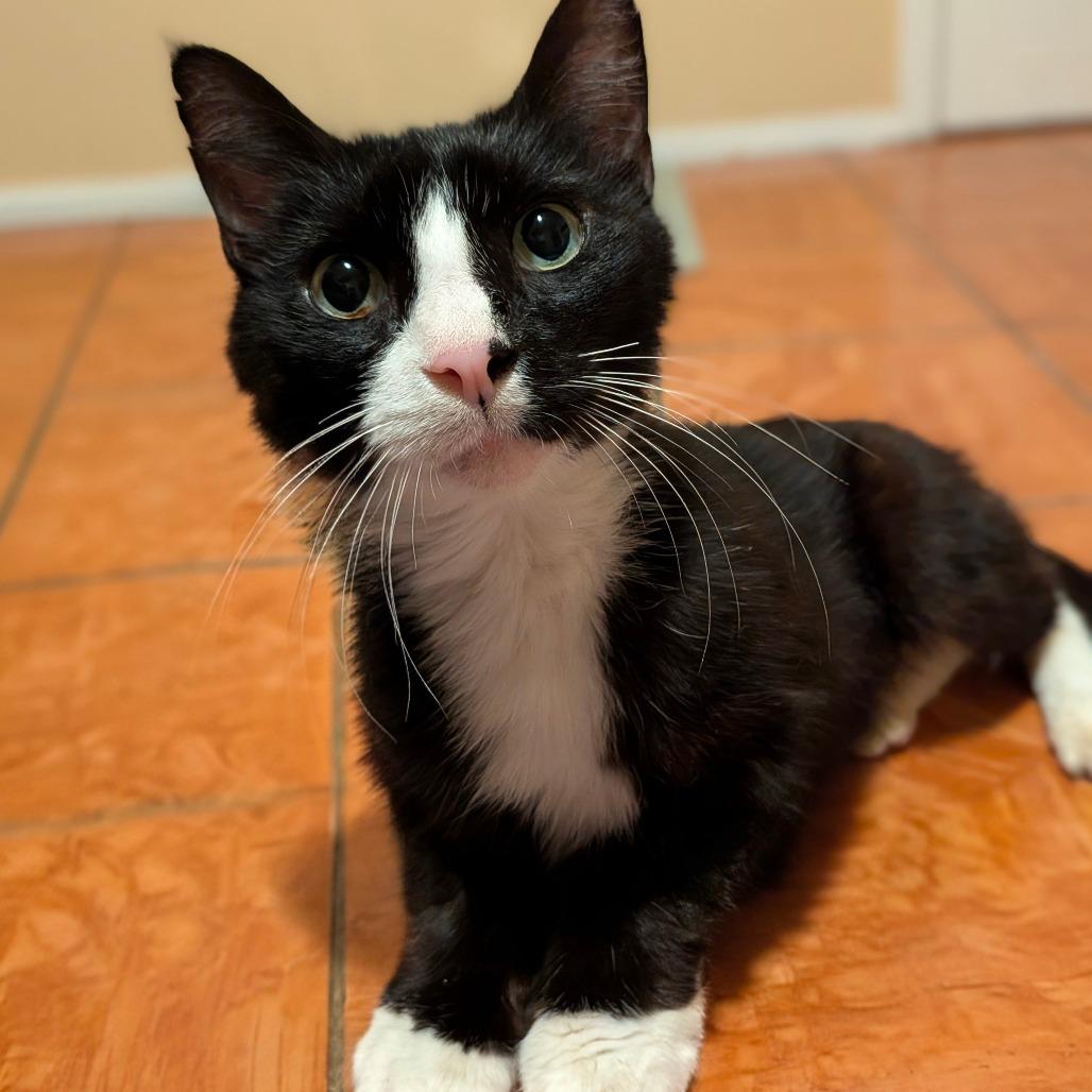 Peep, Adoptable, Adult Male Domestic Short Hair.