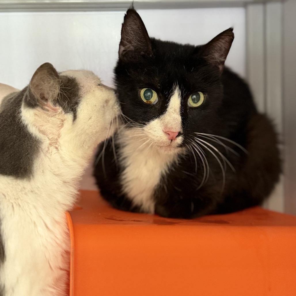 Enlarge Peep, a Adoptable Domestic Short Hair in Houston, TX image 2/6