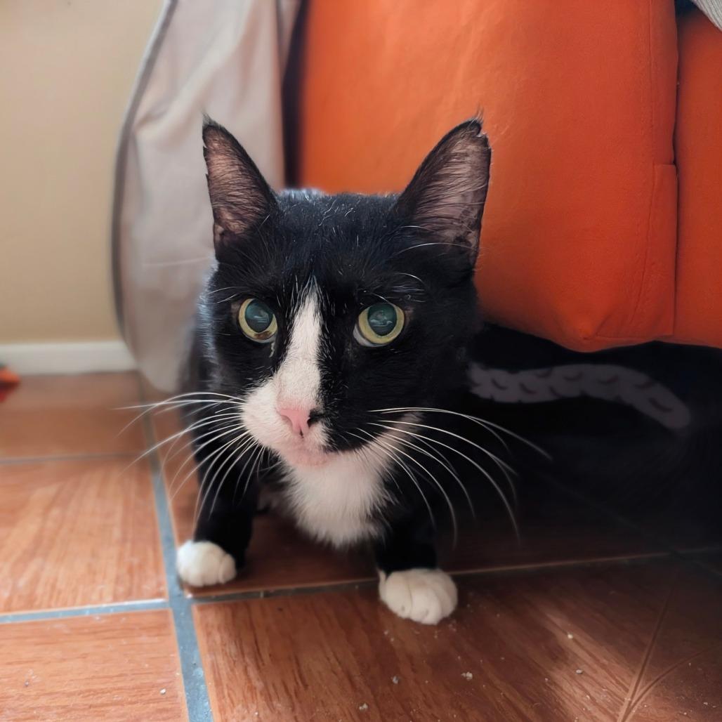 Enlarge Peep, a Adoptable Domestic Short Hair in Houston, TX image 3/6