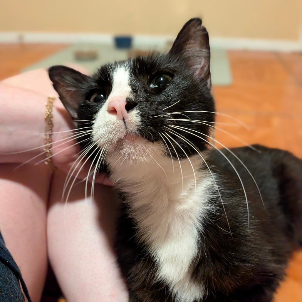 Enlarge Peep, a Adoptable Domestic Short Hair in Houston, TX image 4/6