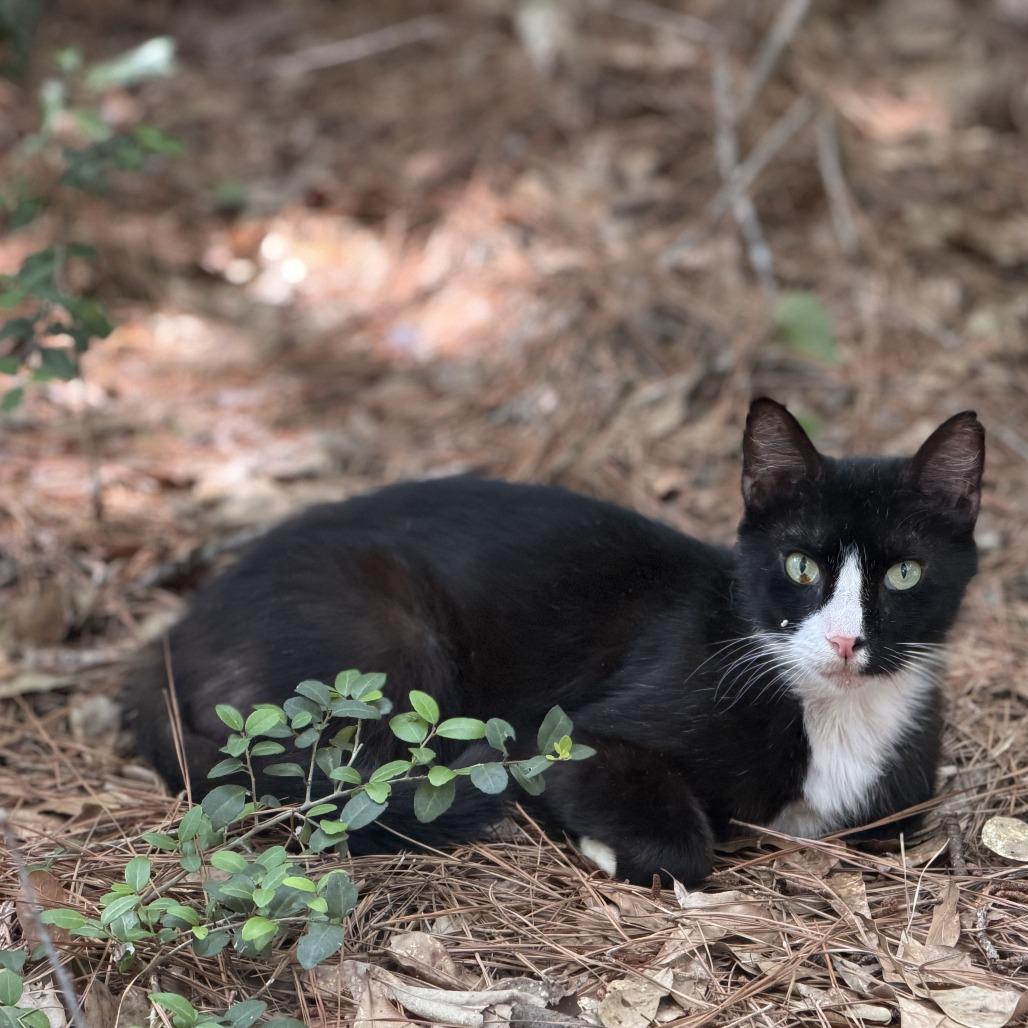Enlarge Peep, a Adoptable Domestic Short Hair in Houston, TX image 5/6