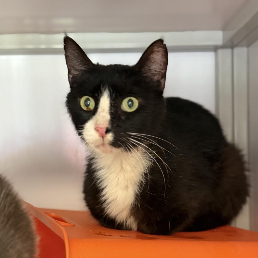 Enlarge Peep, a Adoptable Domestic Short Hair in Houston, TX image 6/6