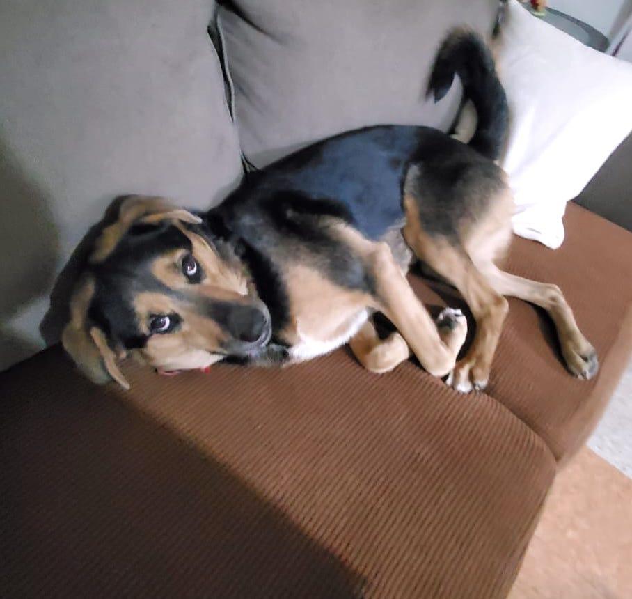 Peluchita, Young Female German Shepherd Dog