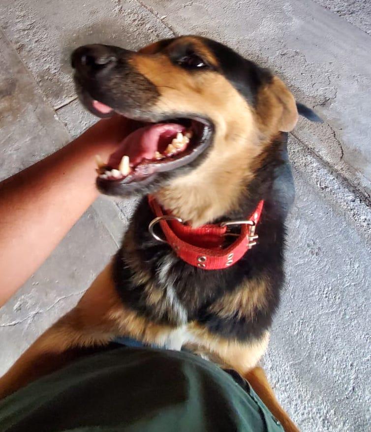 Peluchita, an adoptable German Shepherd Dog in Mexicali, BCN, 21280 | Photo Image 1
