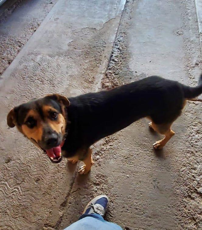 Peluchita, an adoptable German Shepherd Dog in Mexicali, BCN, 21280 | Photo Image 4