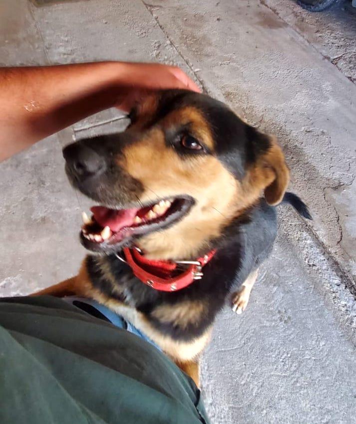 Peluchita, an adoptable German Shepherd Dog in Mexicali, BCN, 21280 | Photo Image 3