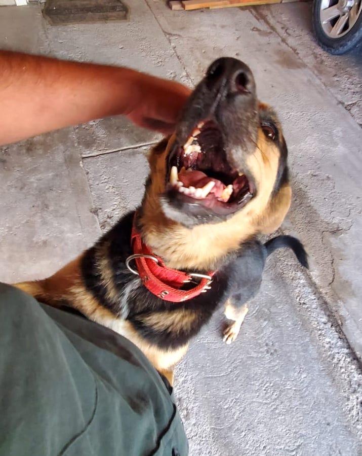 Peluchita, an adoptable German Shepherd Dog in Mexicali, BCN, 21280 | Photo Image 2