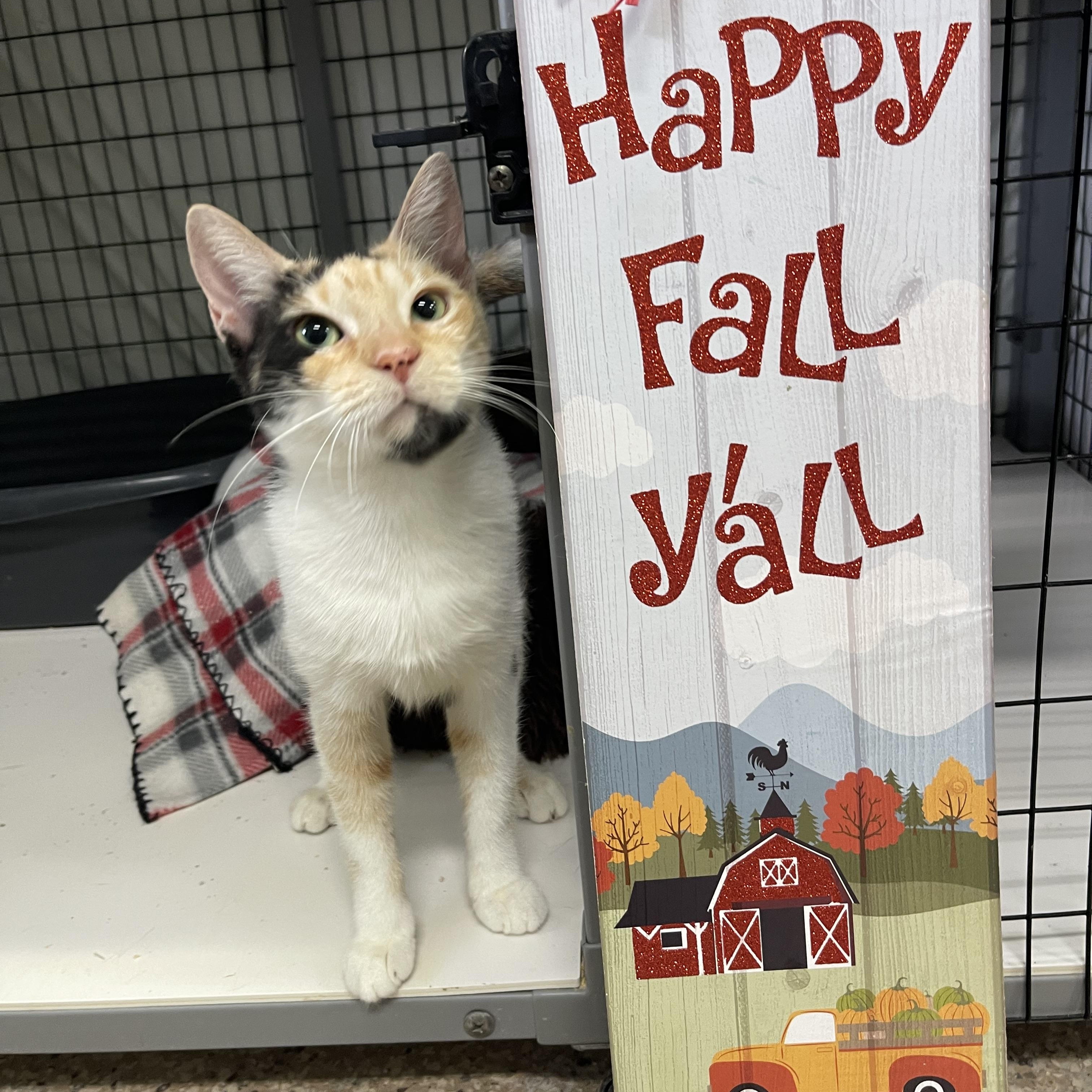 Virginia thumbnail 5