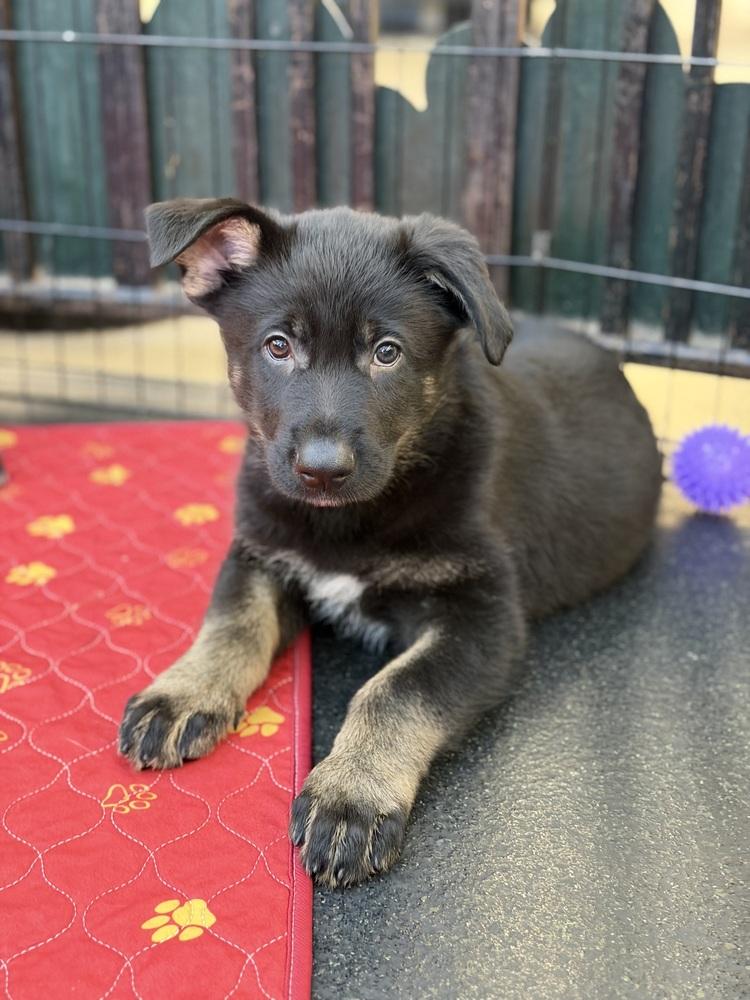 Doc Holliday, a Adoptable mixed breed in Pleasant Hill, CA image 1/3