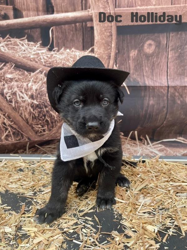 Doc Holliday, a Adoptable mixed breed in Pleasant Hill, CA image 2/3