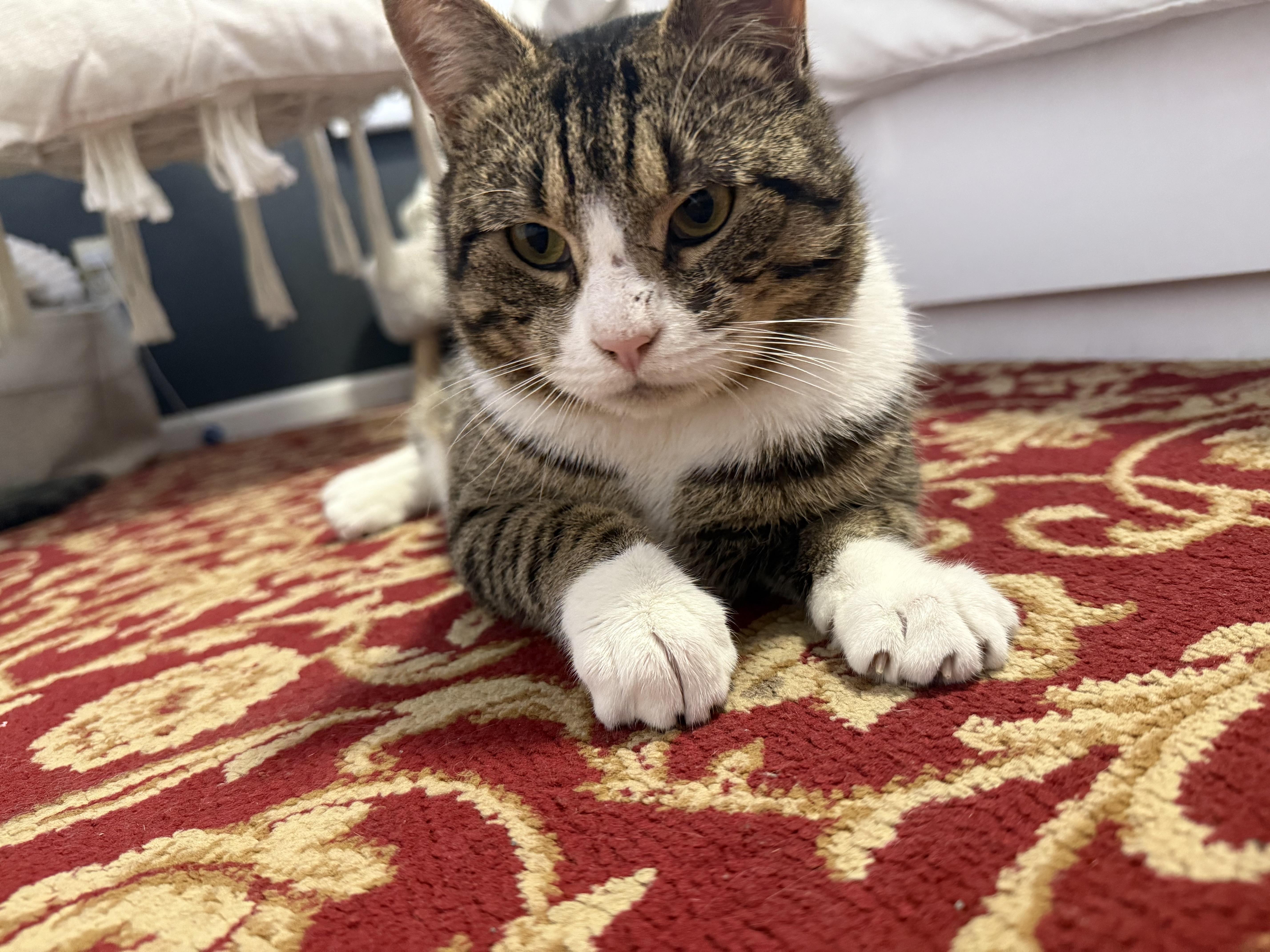 Enlarge Mufasa, a Adoptable mixed breed in Jersey City, NJ image 1/6