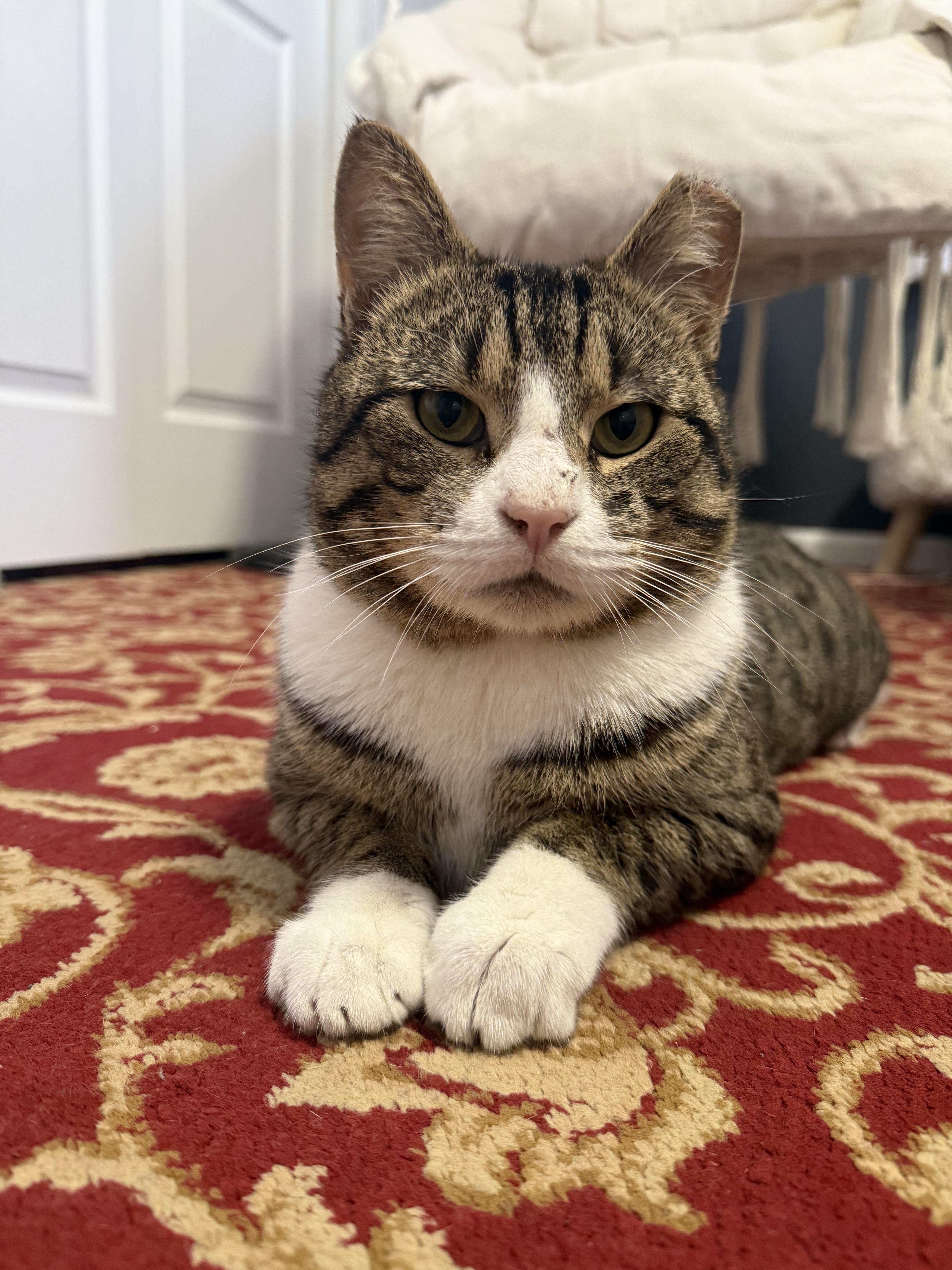 Enlarge Mufasa, a Adoptable mixed breed in Jersey City, NJ image 3/6