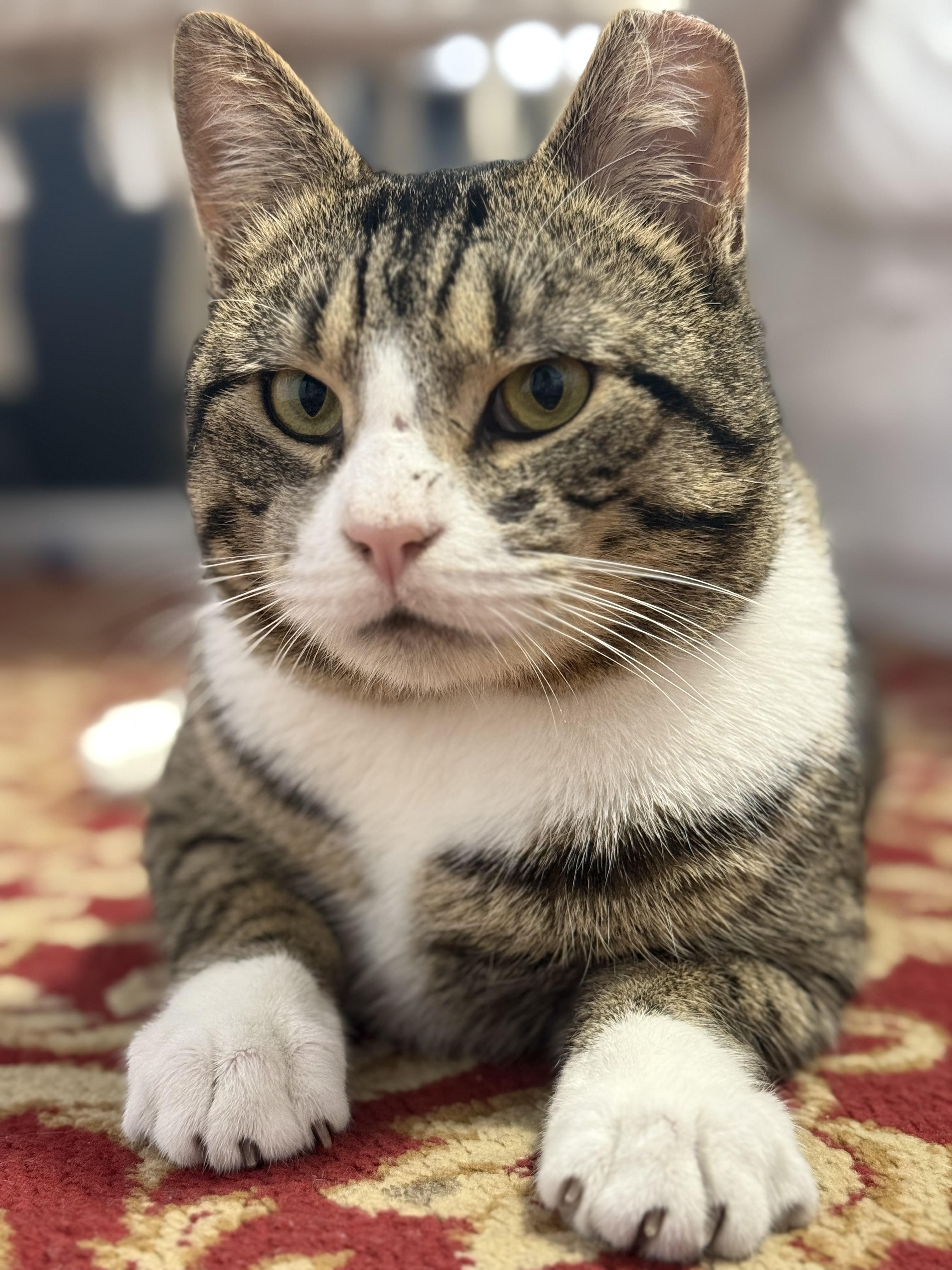 Enlarge Mufasa, a Adoptable mixed breed in Jersey City, NJ image 5/6