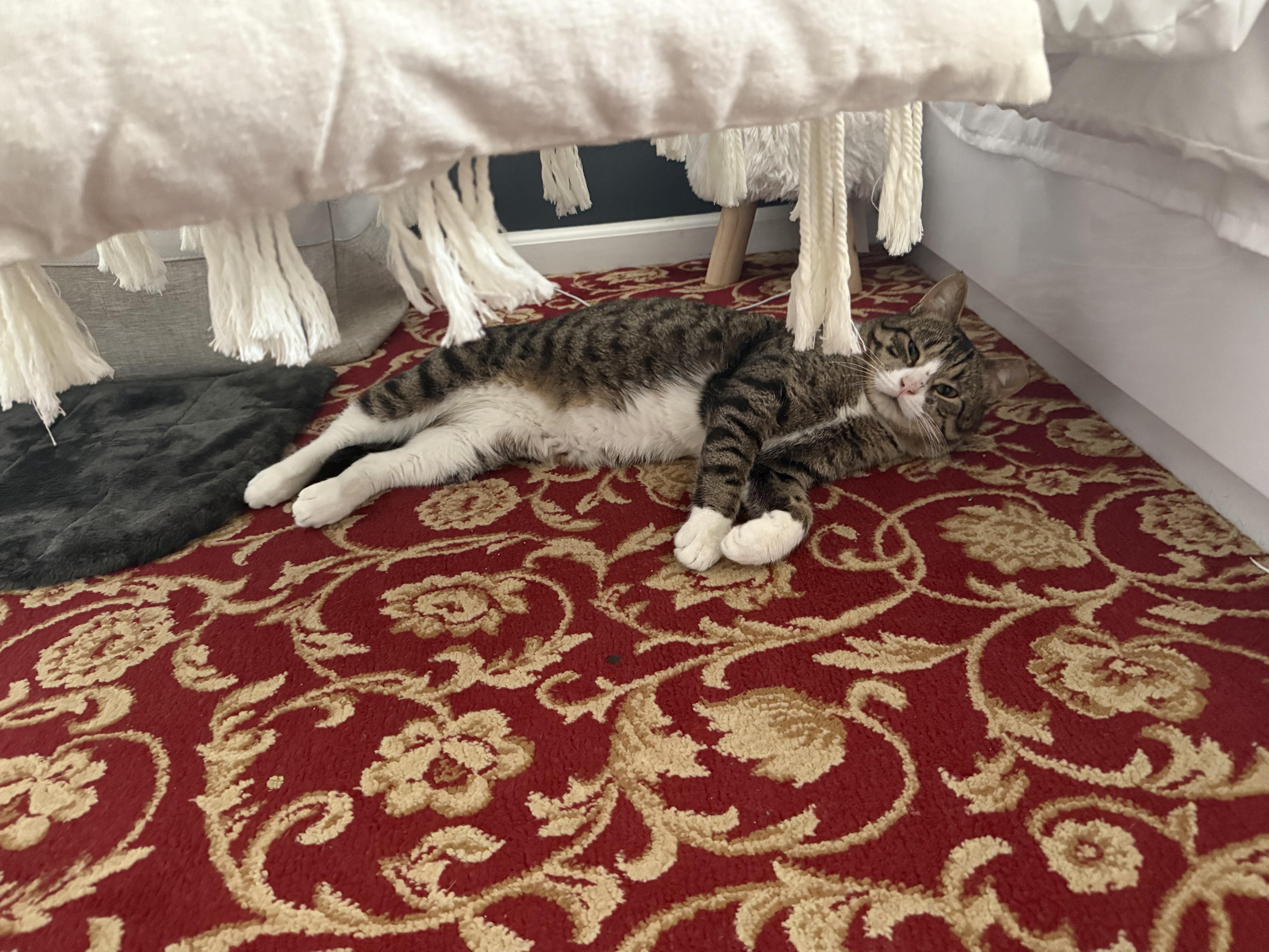 Enlarge Mufasa, a Adoptable mixed breed in Jersey City, NJ image 6/6