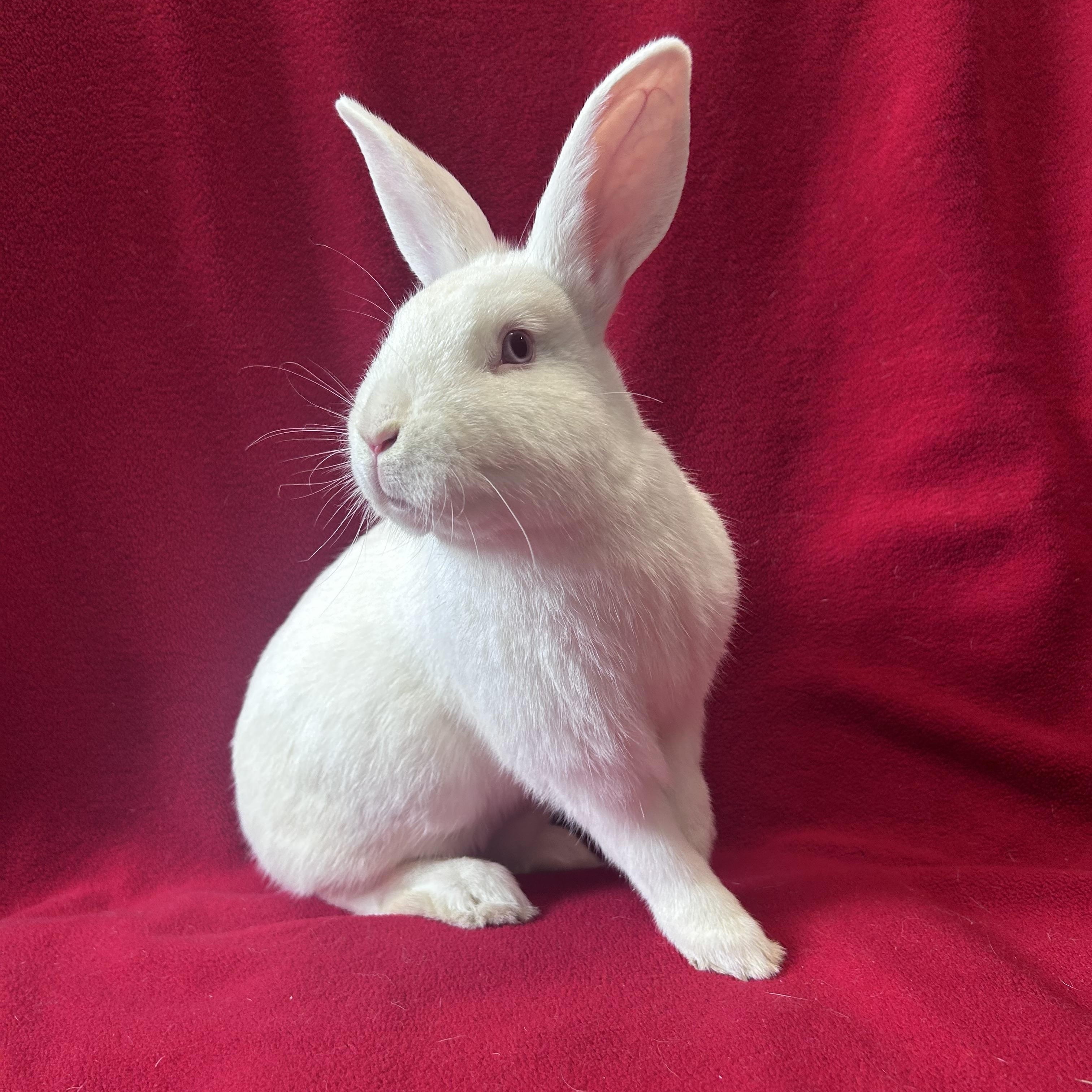 Dennis, Adult Male unknown