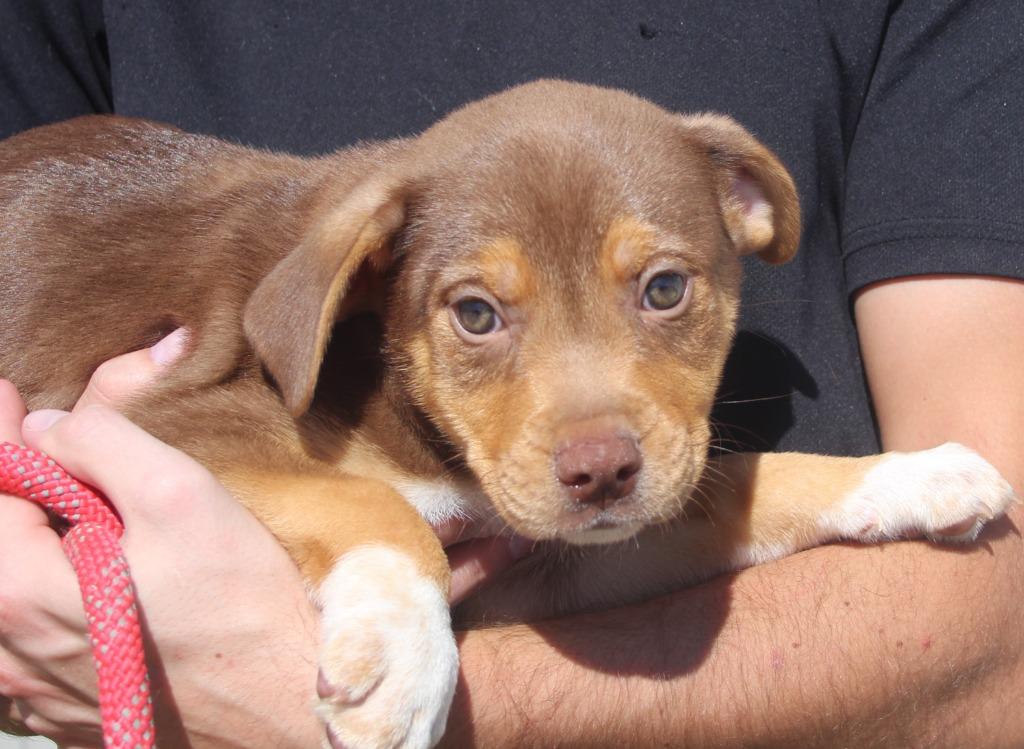 Enlarge Cullen, a Adoptable mixed breed in Vacaville, CA image 1/1