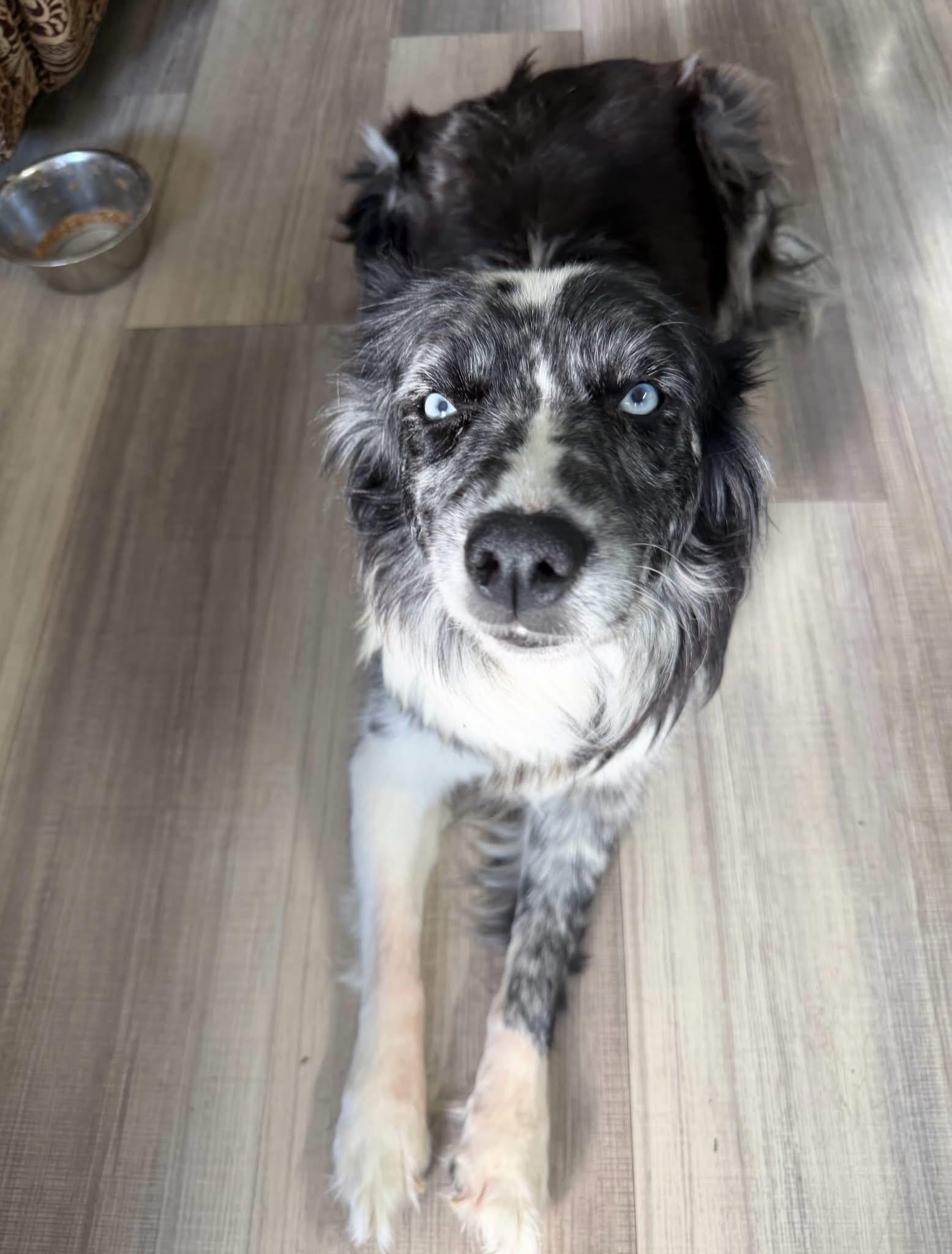 Enlarge Chaney, an adopted Mixed Breed in Wilsall, MT image 1/1