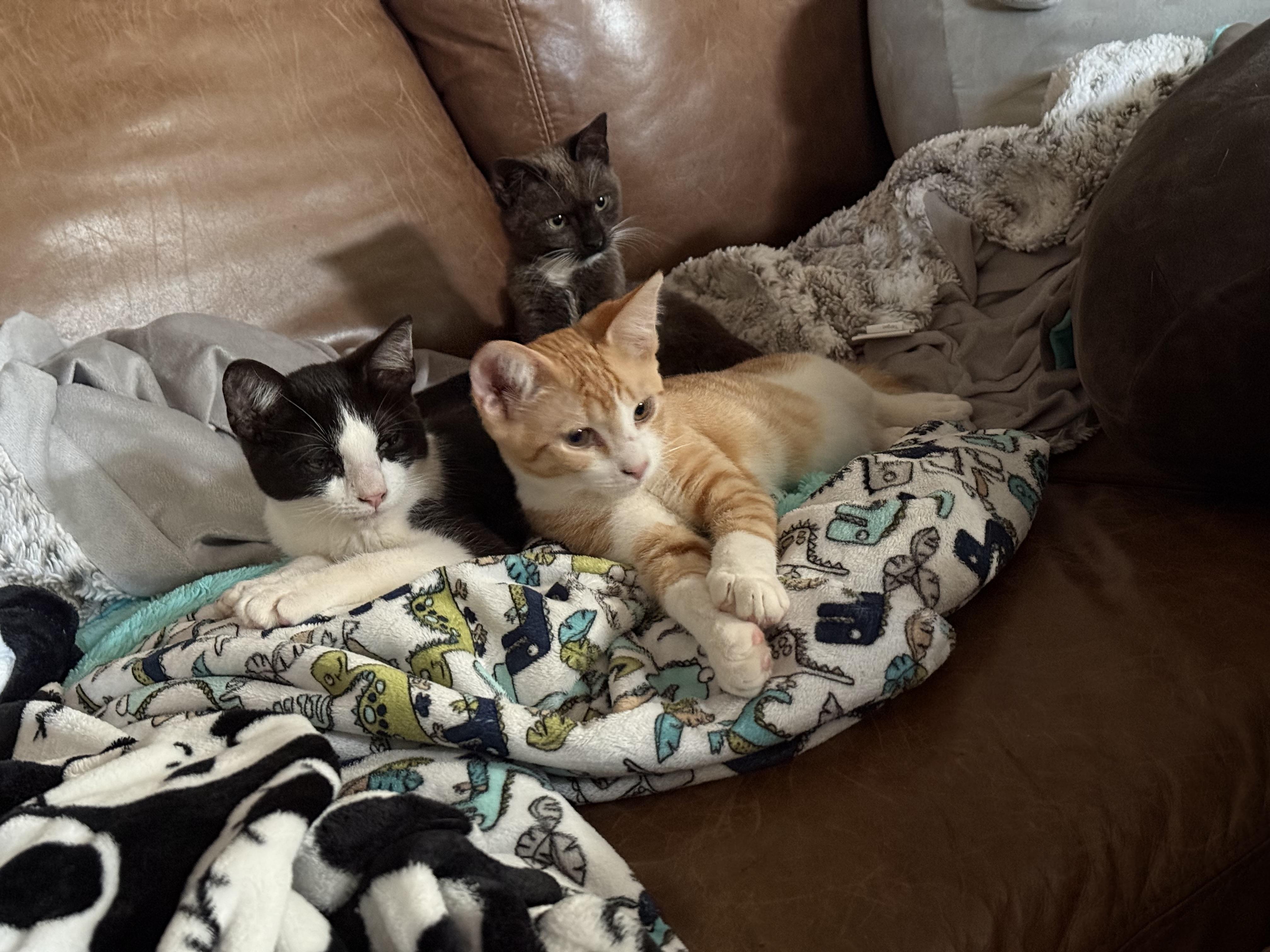 Leonardo, ADOPTABLE, Young Male Domestic Short Hair.