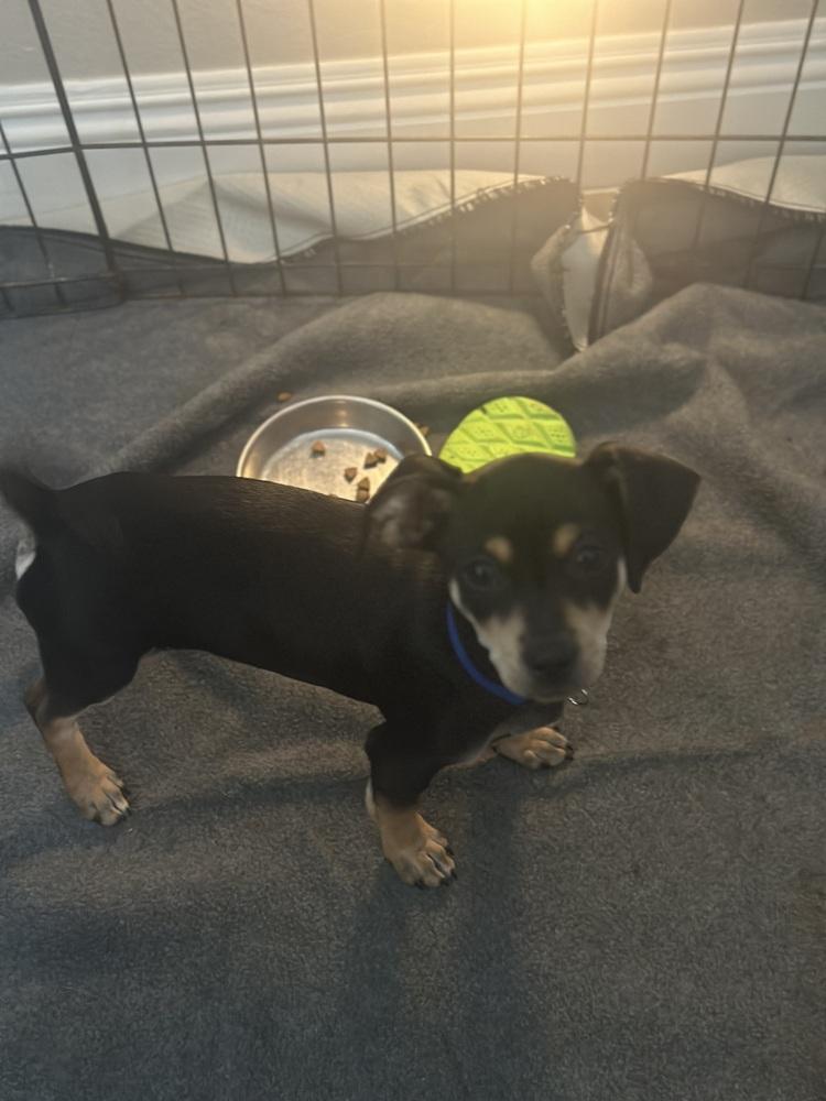MILO, Adoptable, Puppy Male Miniature Pinscher & Poodle.
