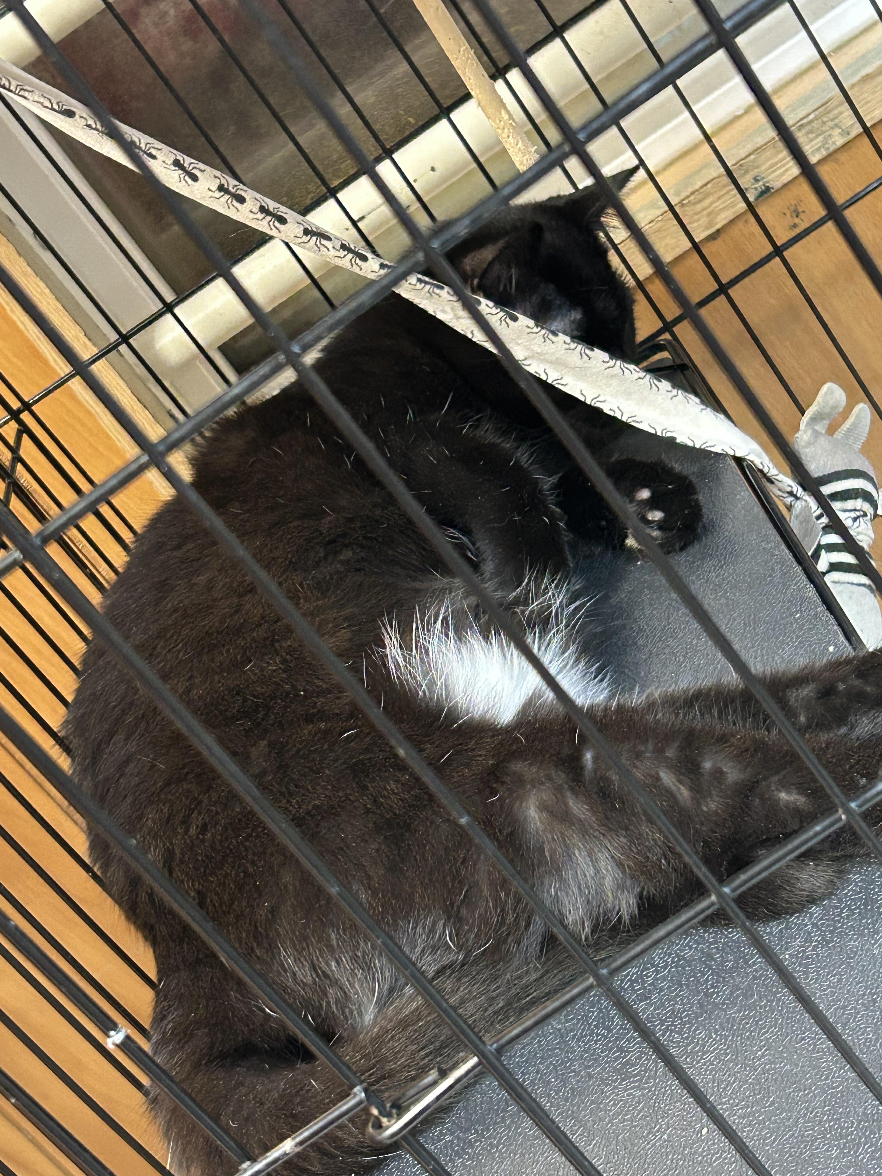 Shadow, ADOPTABLE, Young Male Domestic Short Hair.