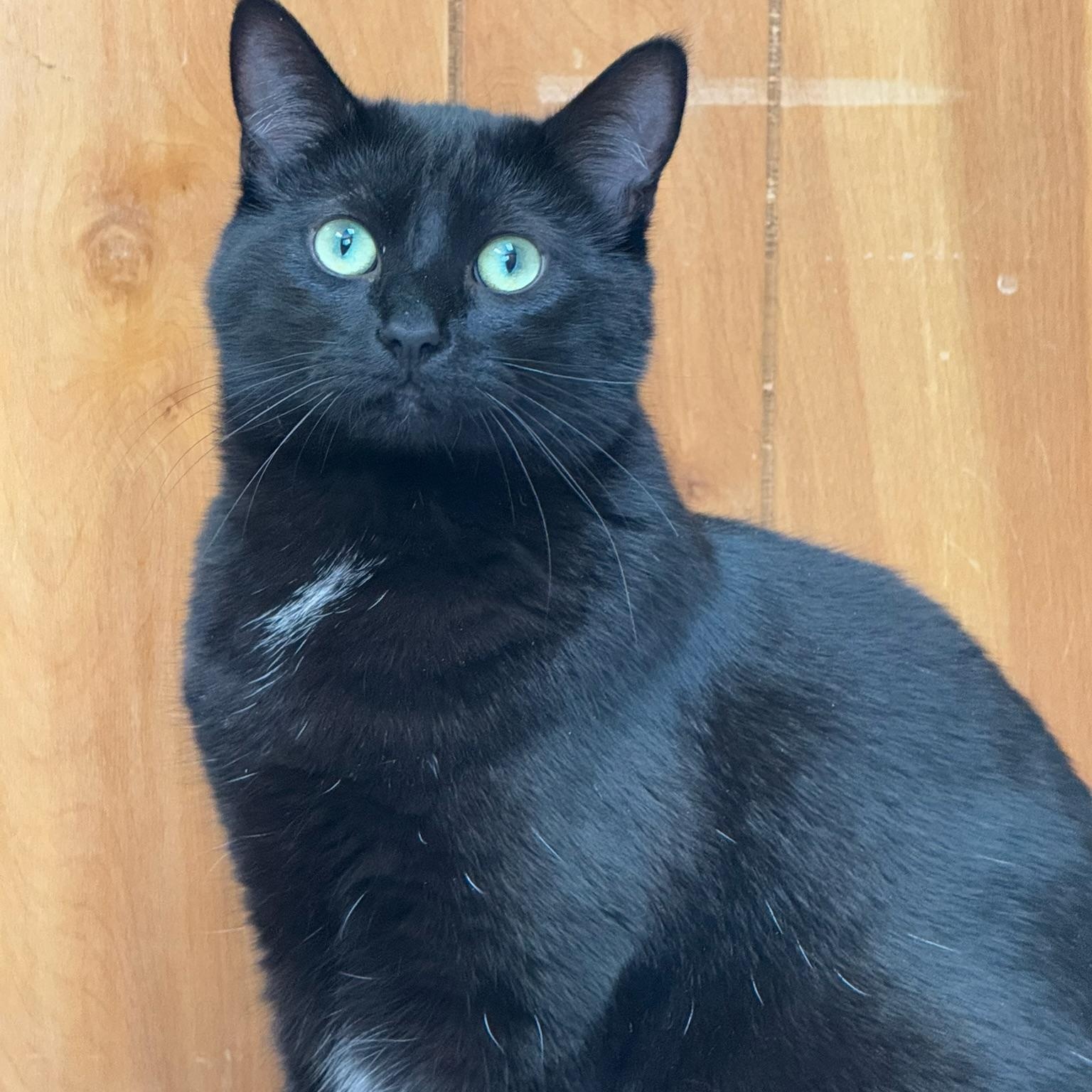 Shadow, ADOPTABLE, Young Male Domestic Short Hair.