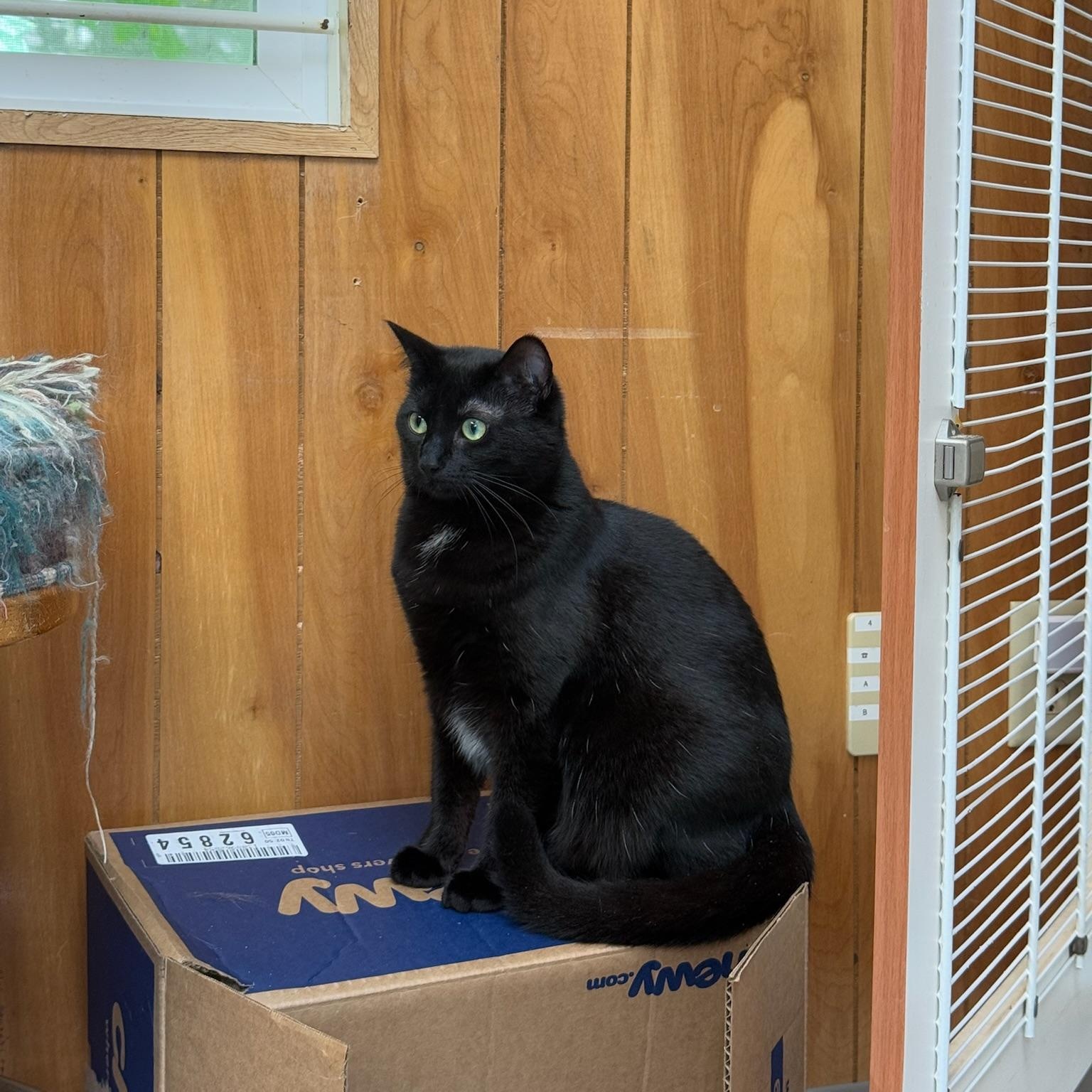 Shadow, a ADOPTABLE Domestic Short Hair in Kent, WA image 2/3