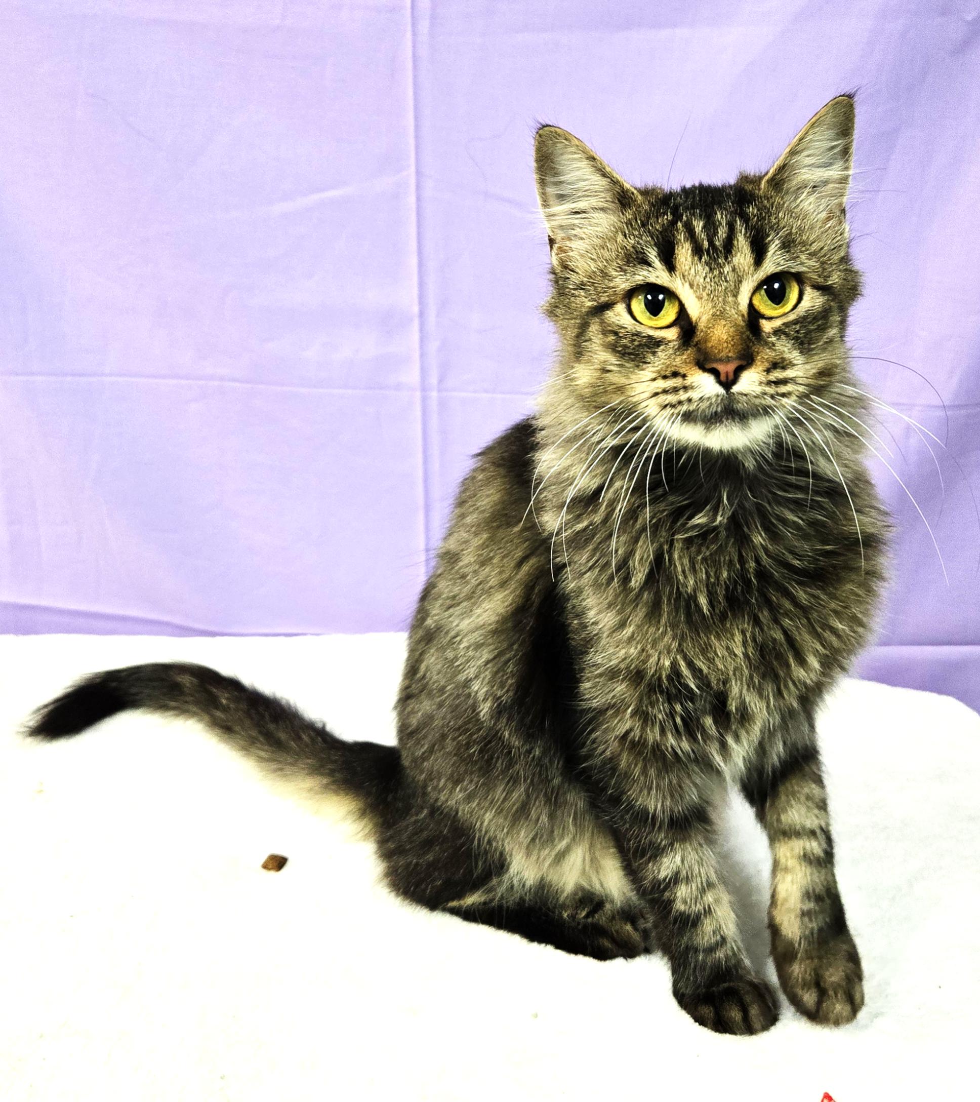 Cat for adoption Spells, a Domestic Long Hair & Maine Coon Mix in