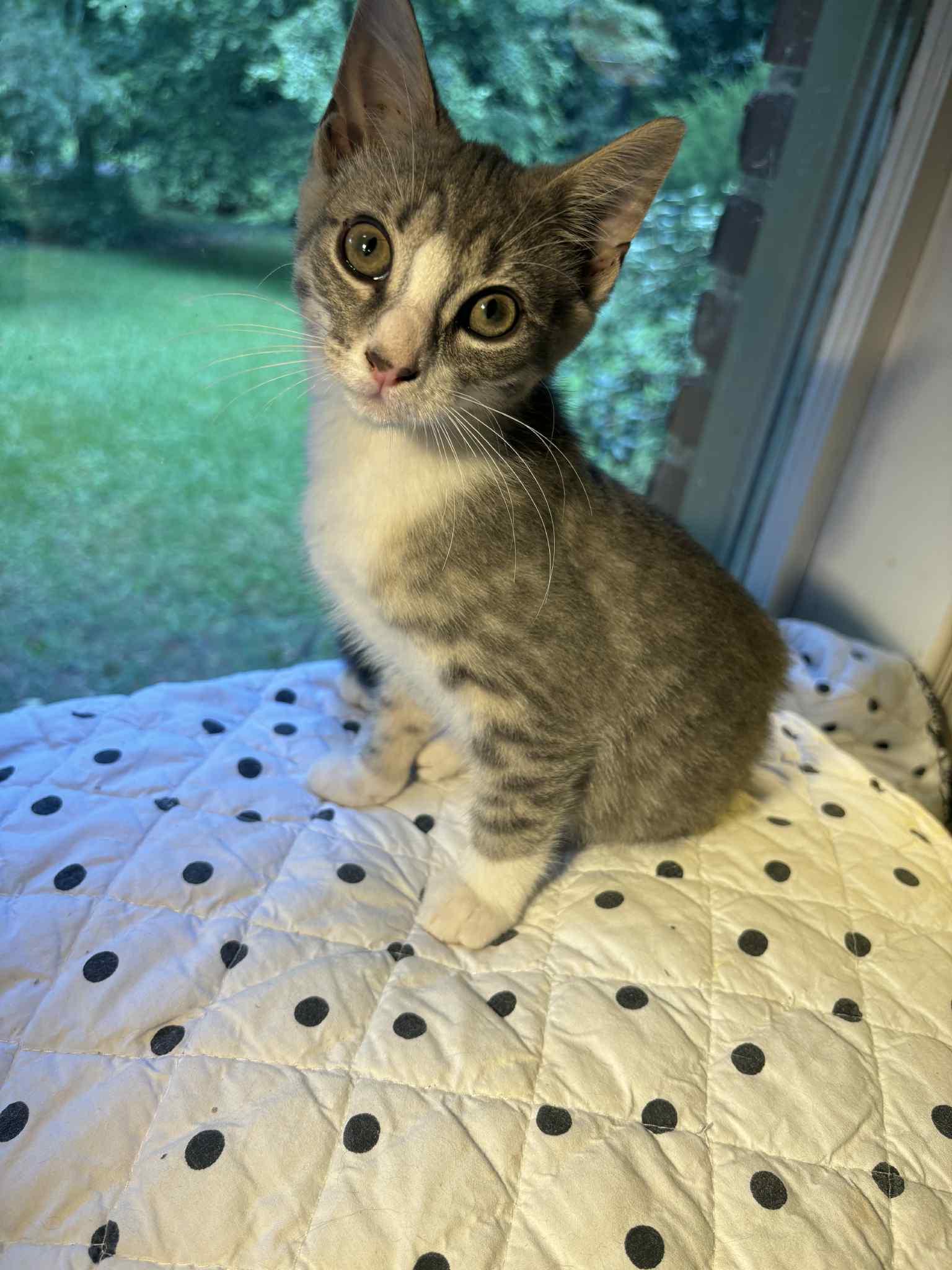 BETTY, a Adoptable Domestic Short Hair in Powder Springs, GA image 1/2