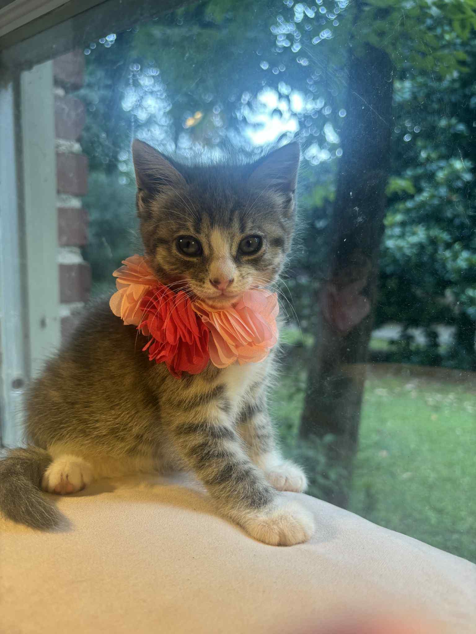 BETTY, a Adoptable Domestic Short Hair in Powder Springs, GA image 2/2