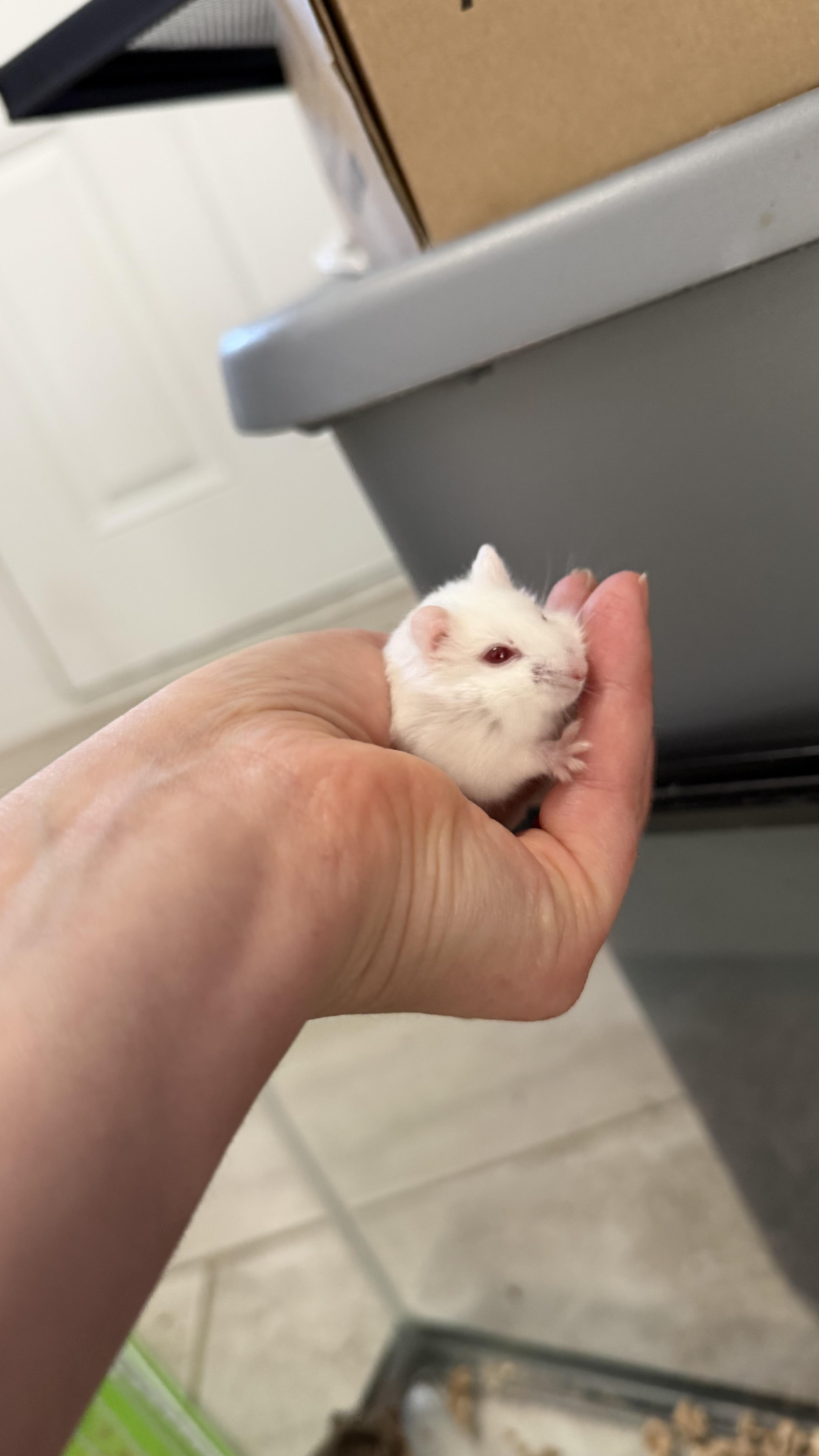 Enlarge Snowball, a ADOPTABLE Dwarf Hamster in ALBANY, NY image 2/3