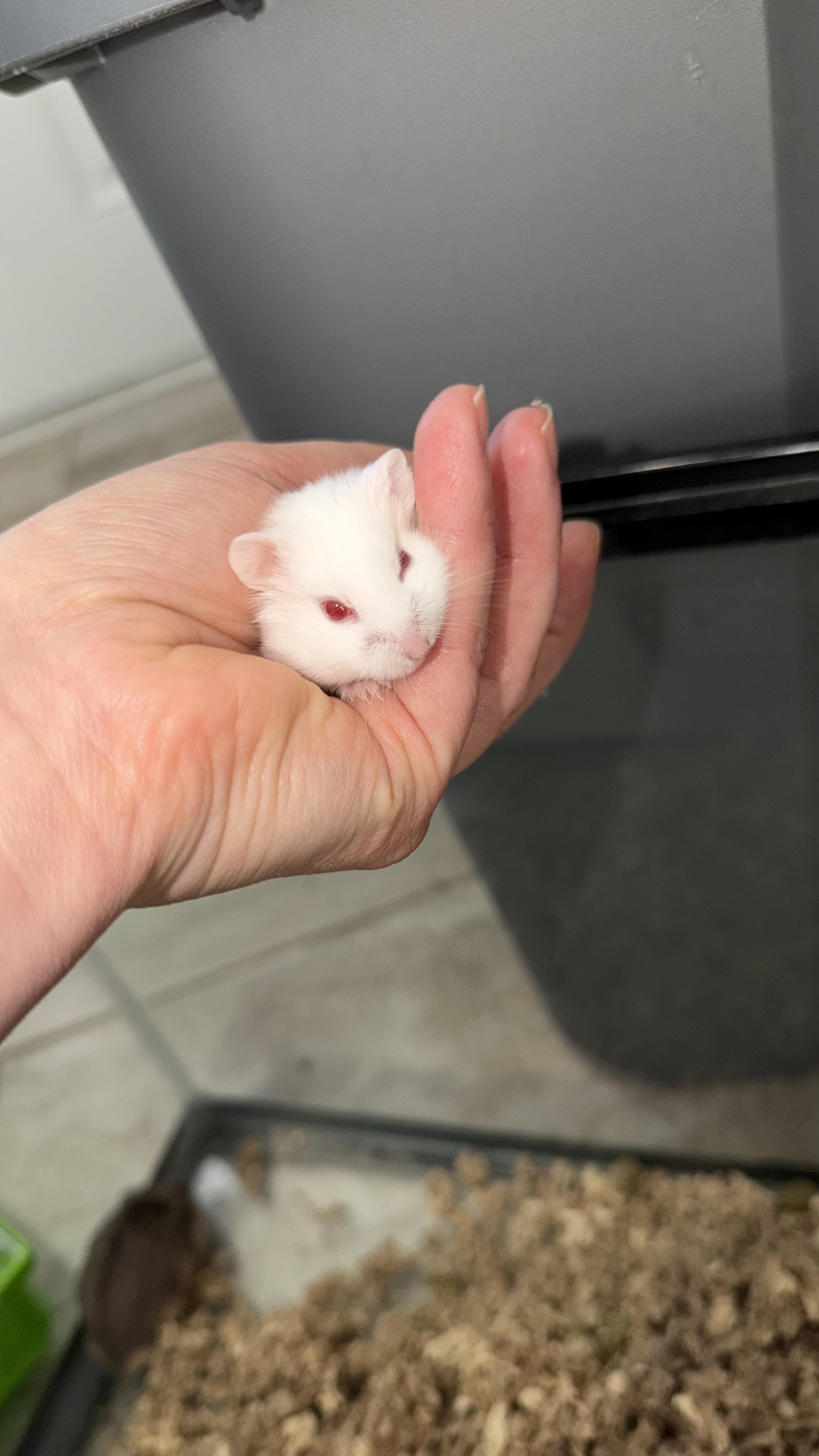 Enlarge Snowball, a ADOPTABLE Dwarf Hamster in ALBANY, NY image 1/3