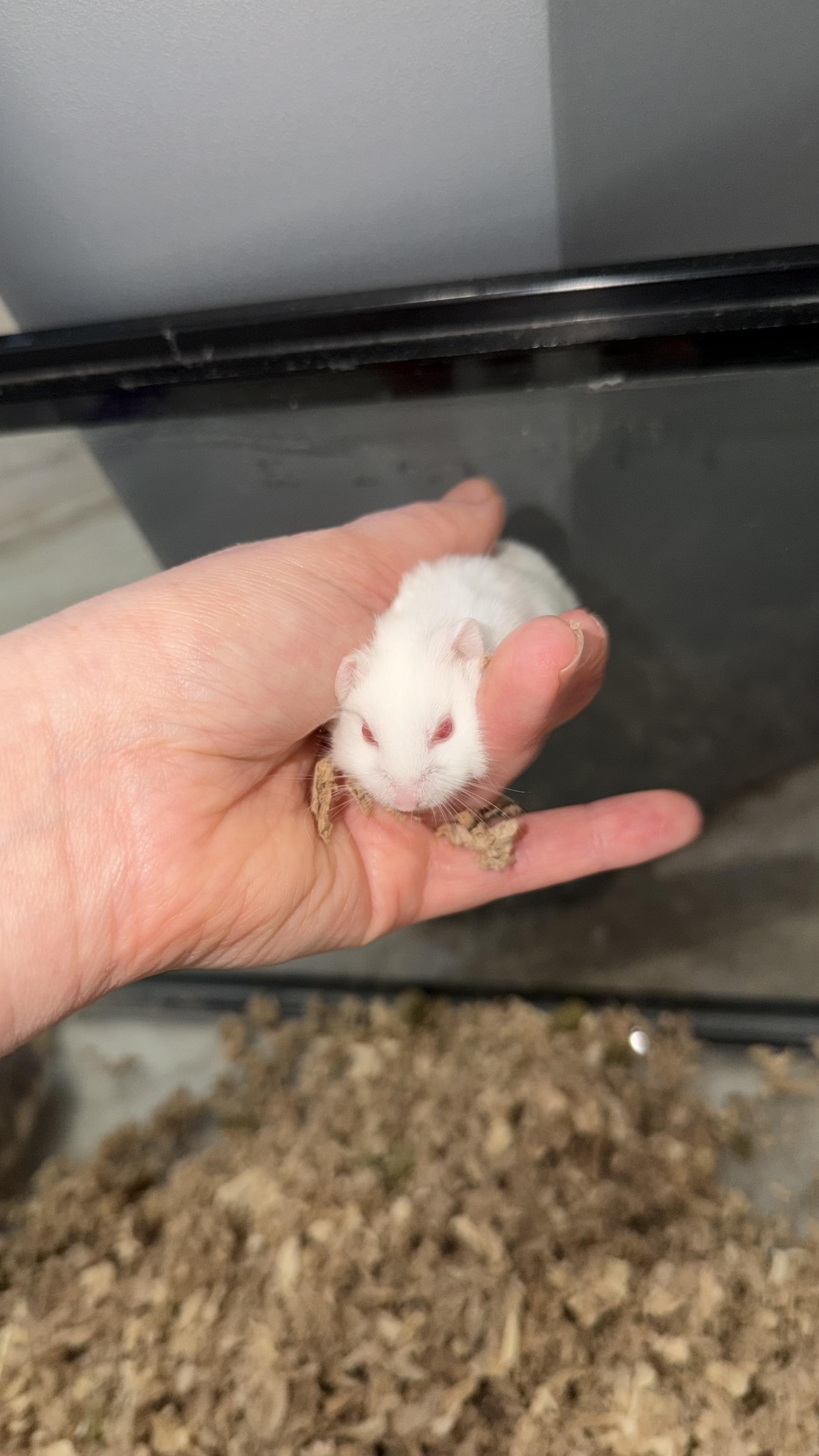 Enlarge Snowball, a ADOPTABLE Dwarf Hamster in ALBANY, NY image 3/3