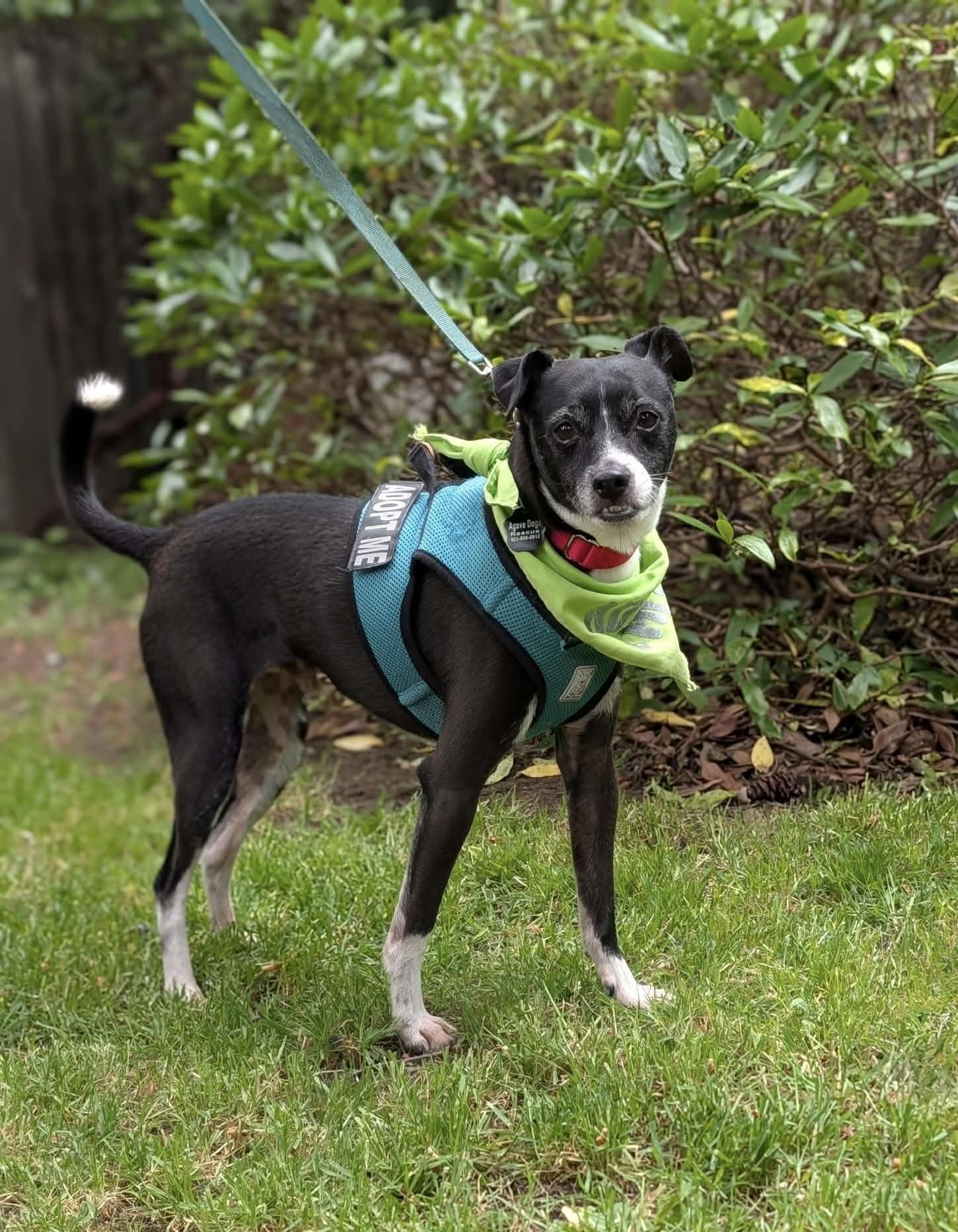 Enlarge Edwin, a ADOPTABLE mixed breed in Beavercreek, OR image 5/6