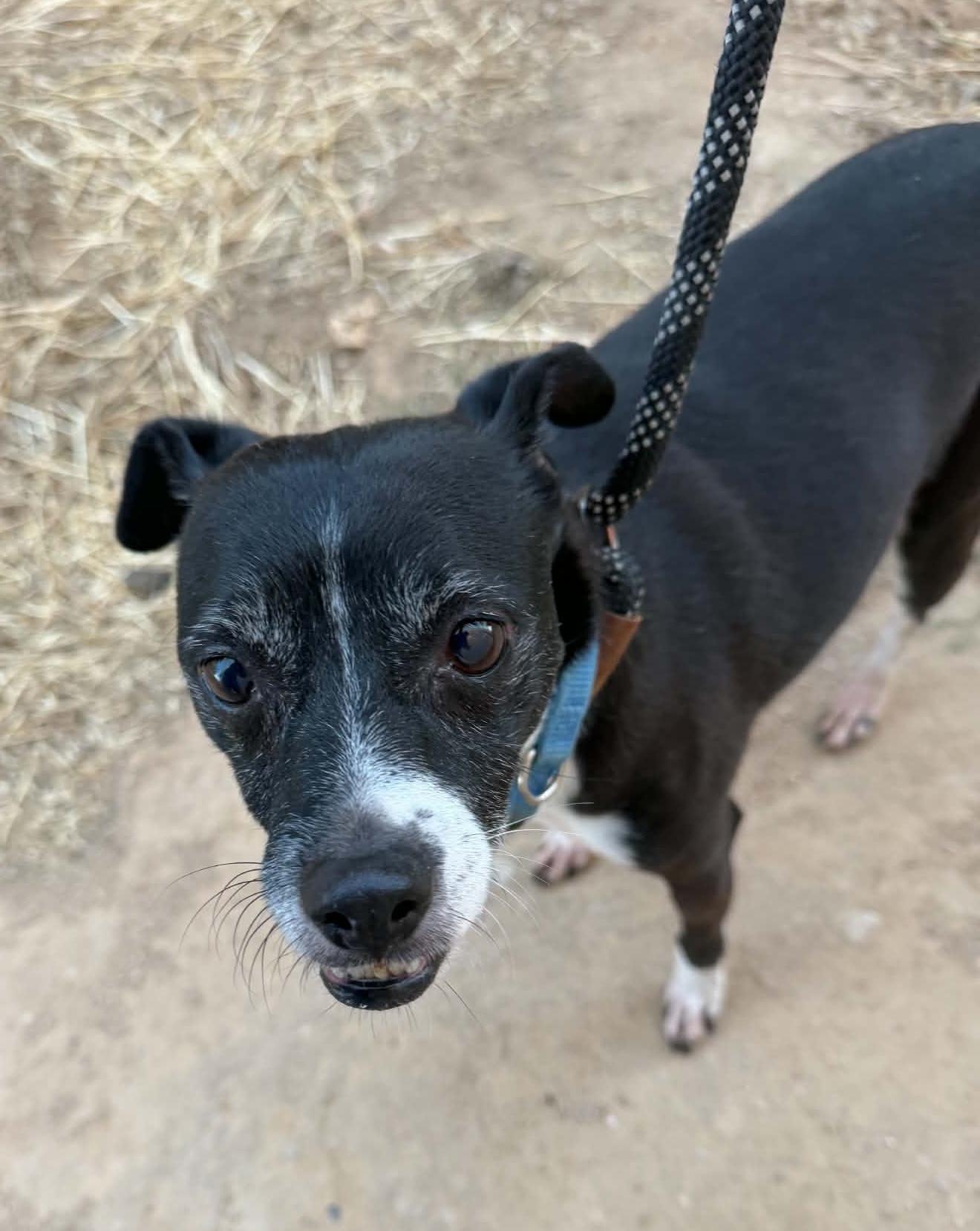 Enlarge Edwin, a ADOPTABLE mixed breed in Beavercreek, OR image 3/6
