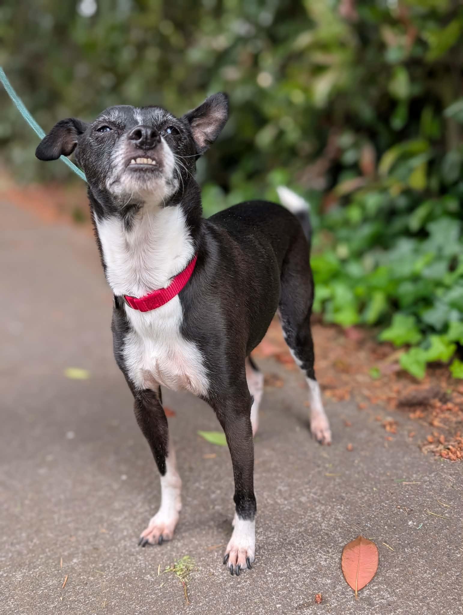 Enlarge Edwin, a ADOPTABLE mixed breed in Beavercreek, OR image 2/6