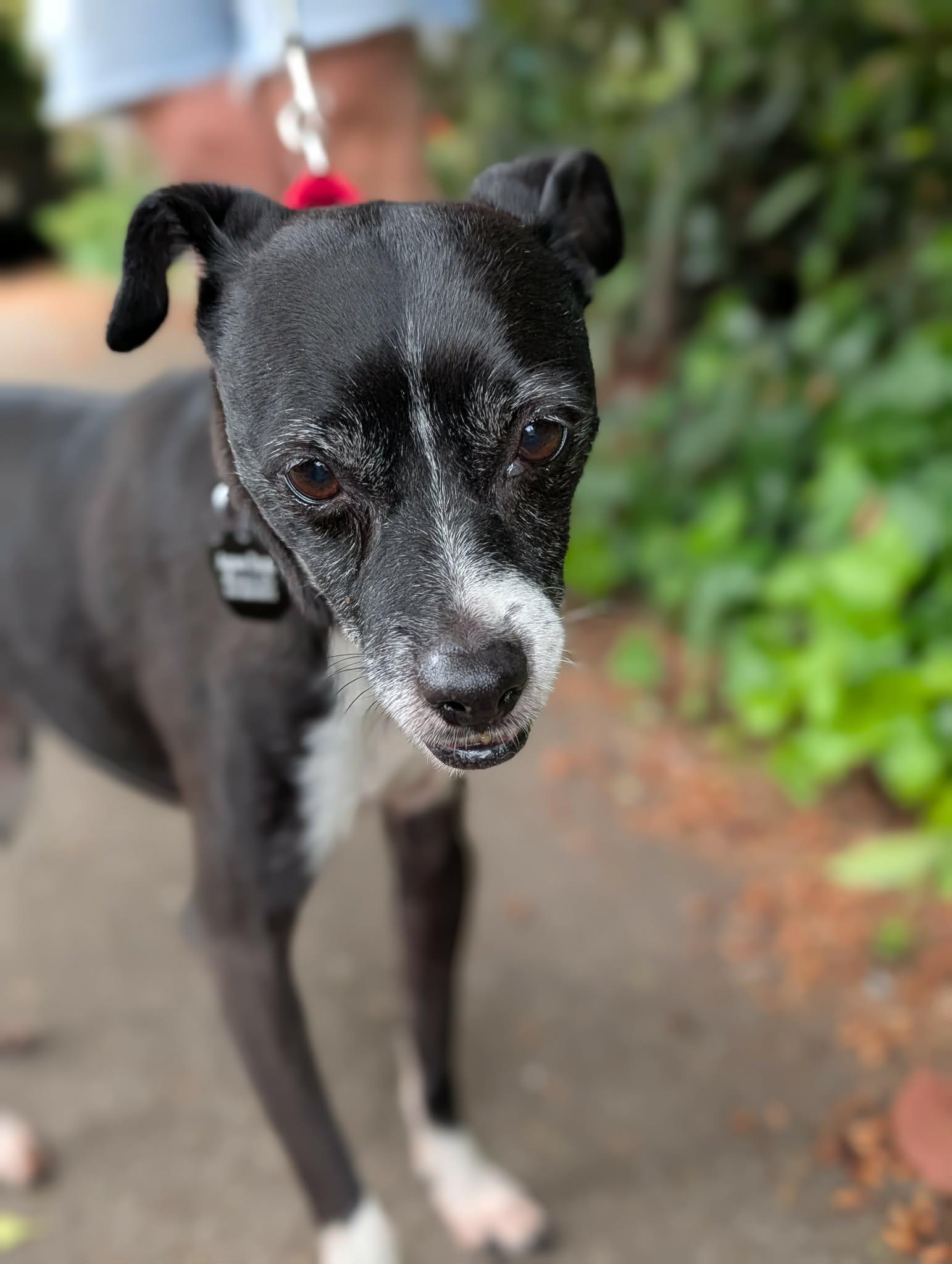 Enlarge Edwin, a ADOPTABLE mixed breed in Beavercreek, OR image 4/6