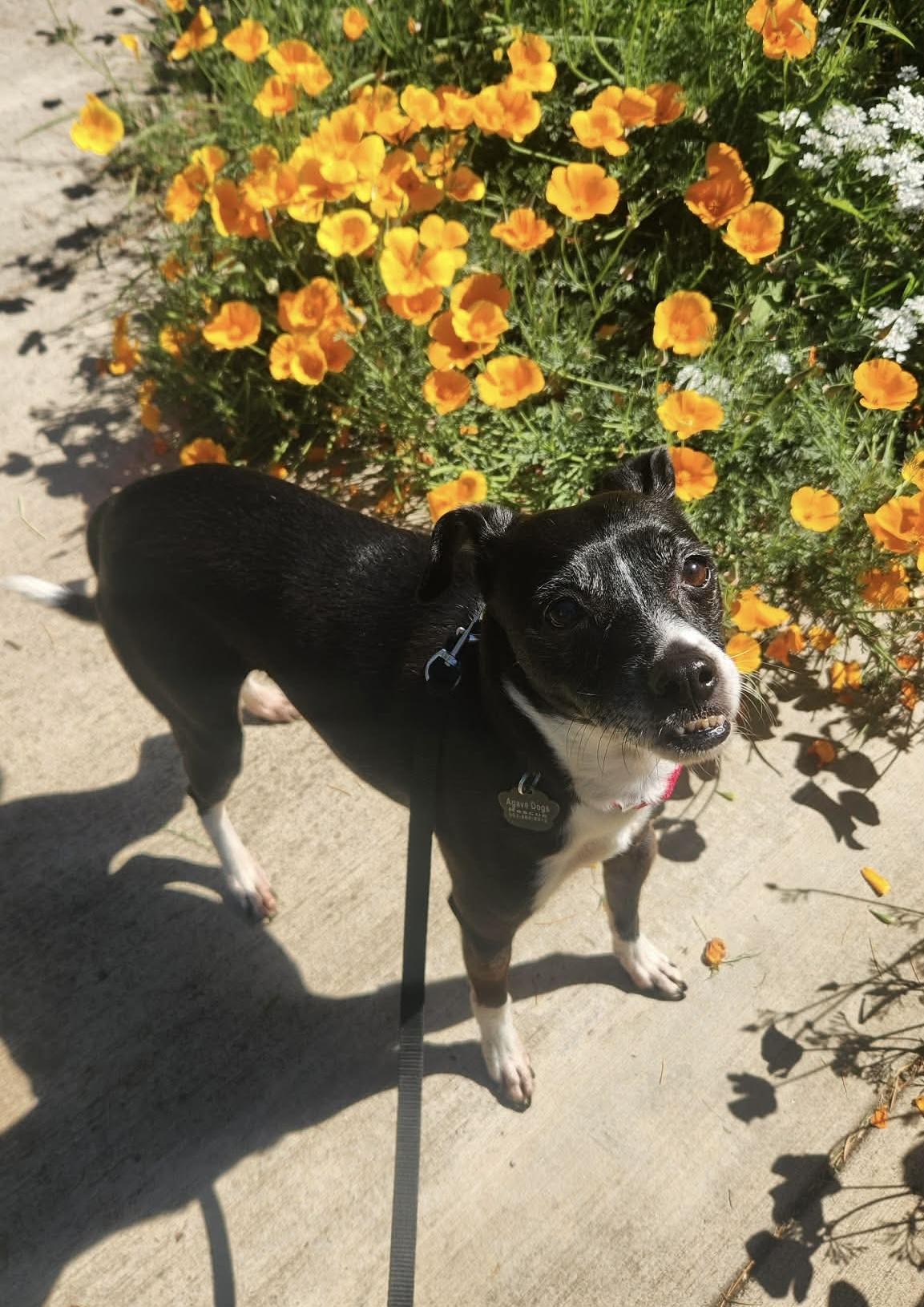 Enlarge Edwin, a ADOPTABLE mixed breed in Beavercreek, OR image 1/6