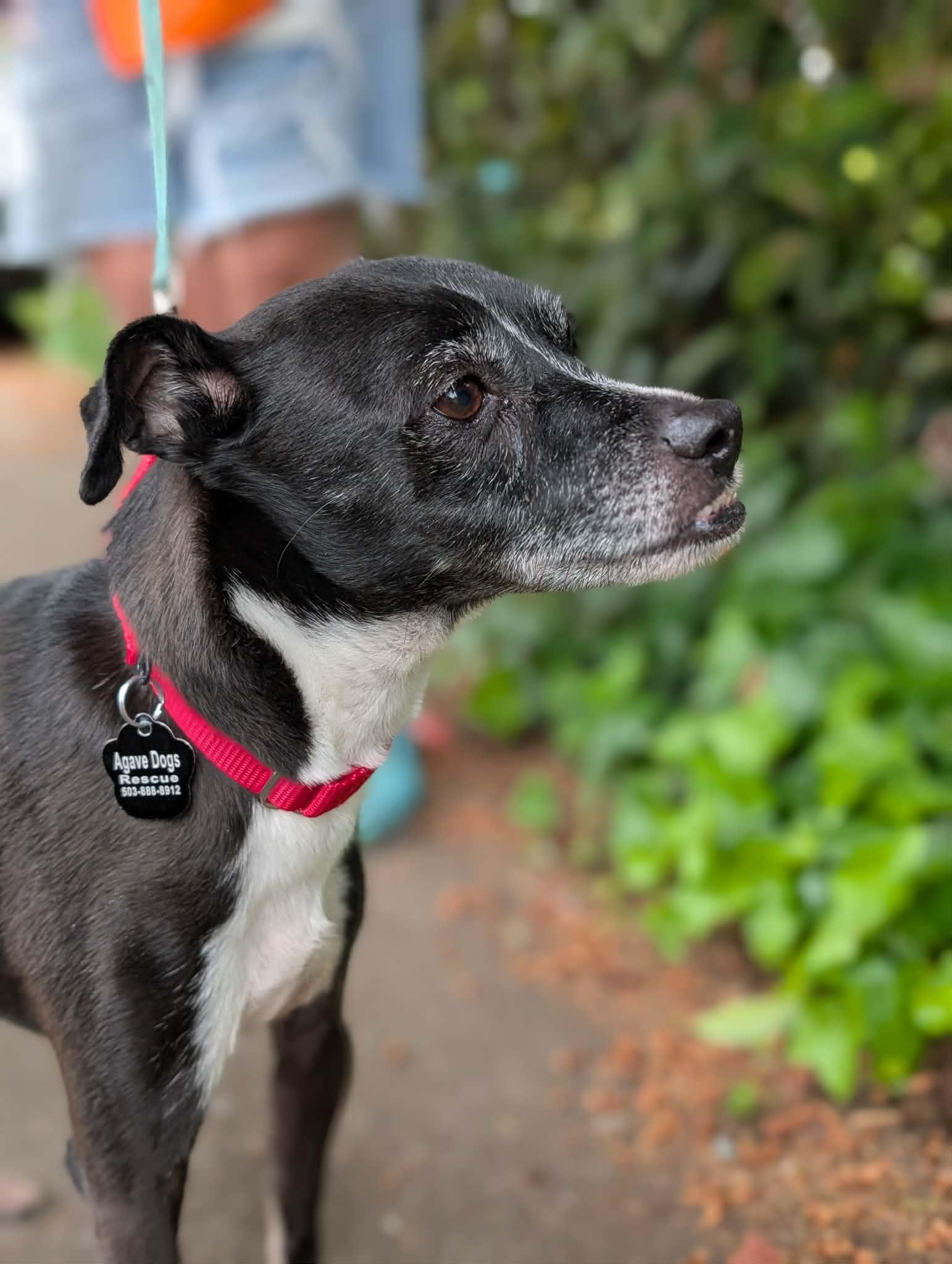 Enlarge Edwin, a ADOPTABLE mixed breed in Beavercreek, OR image 6/6