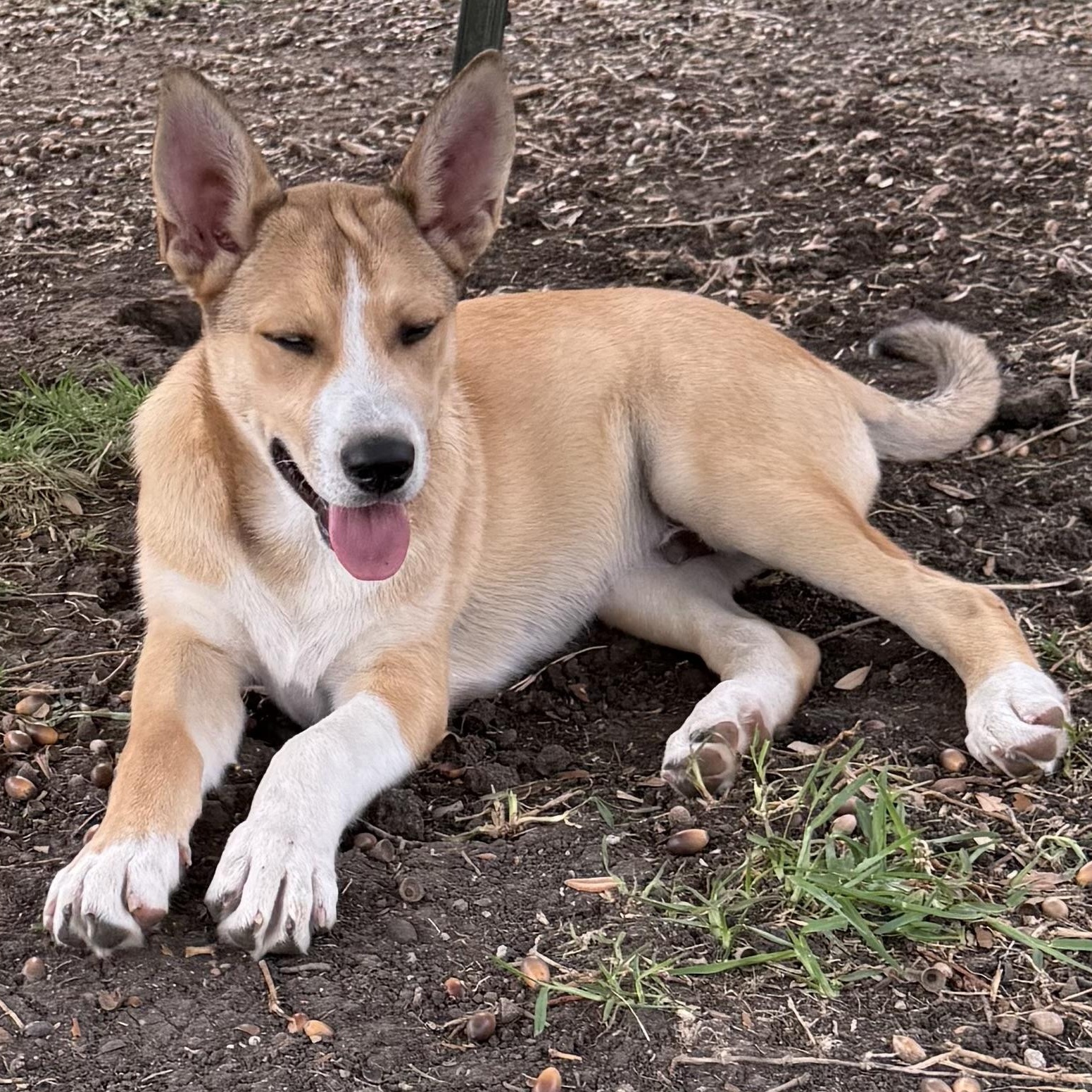 Enlarge Leif, a Adoptable mixed breed in Schaumburg, IL image 3/6