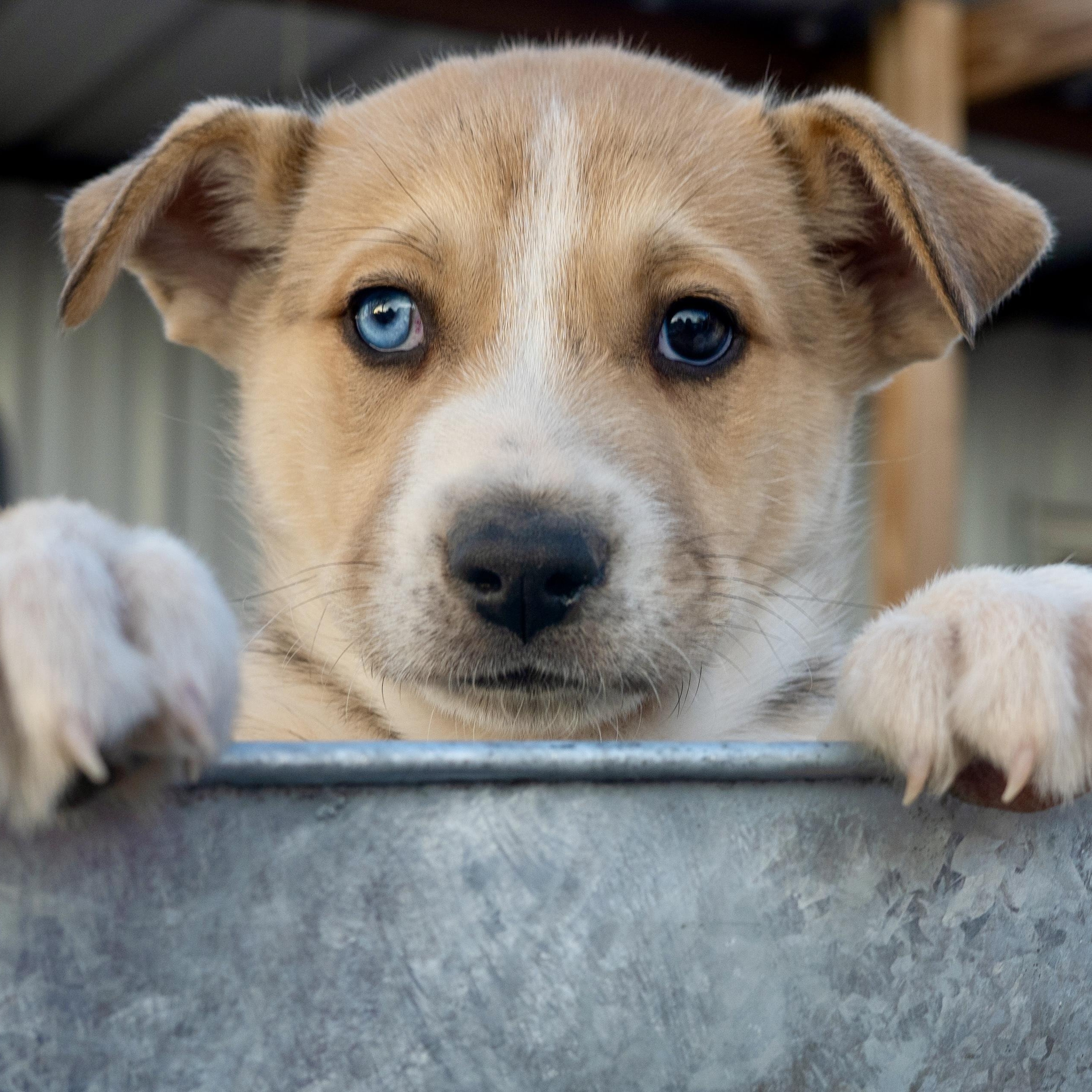 Enlarge Leif, a Adoptable mixed breed in Schaumburg, IL image 6/6