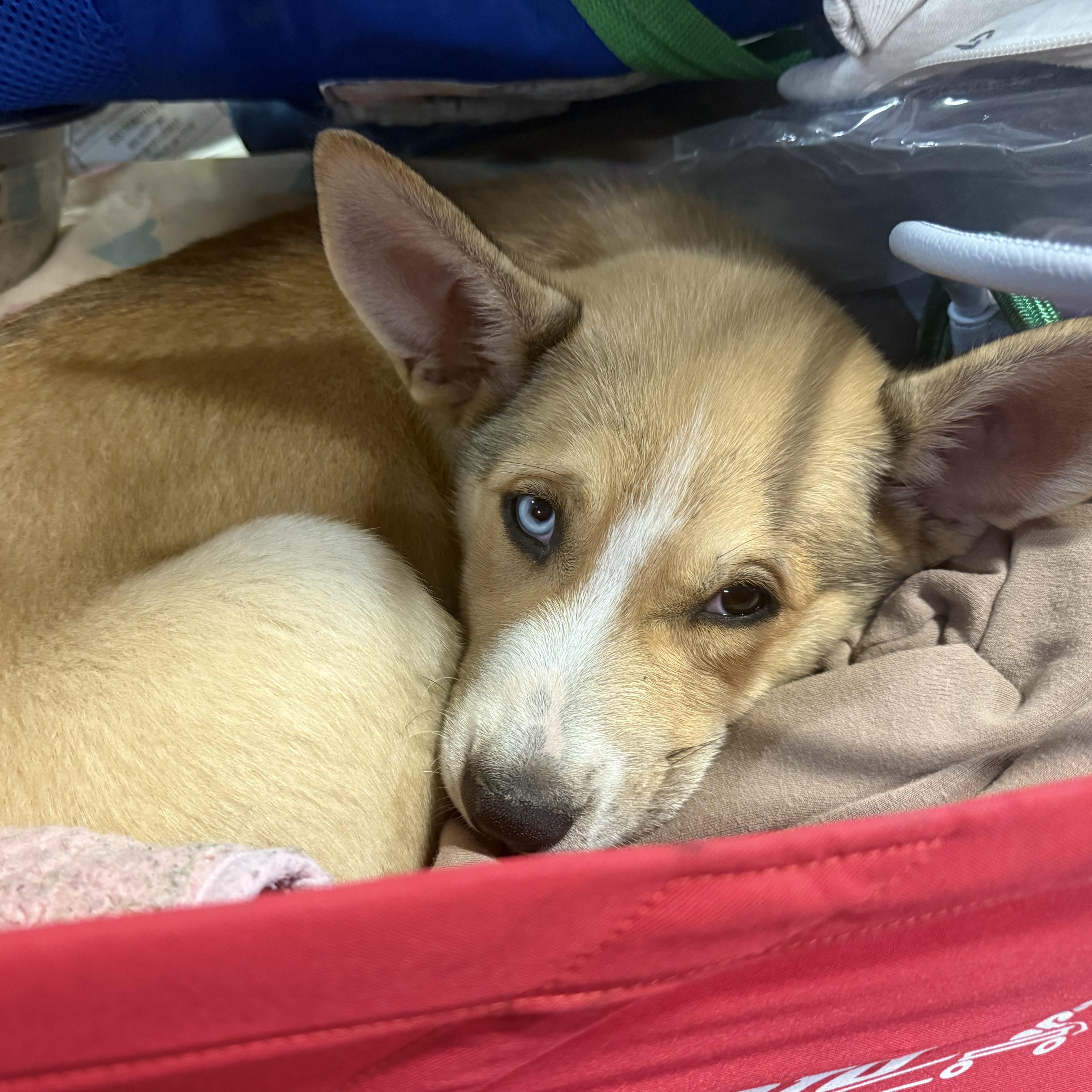 Enlarge Leif, a Adoptable mixed breed in Schaumburg, IL image 5/6