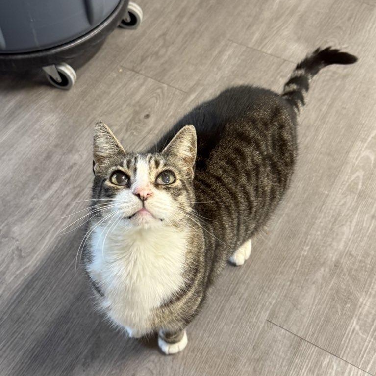 Enlarge Stanley, a ADOPTABLE Domestic Short Hair in Walnut Creek, CA image 1/6