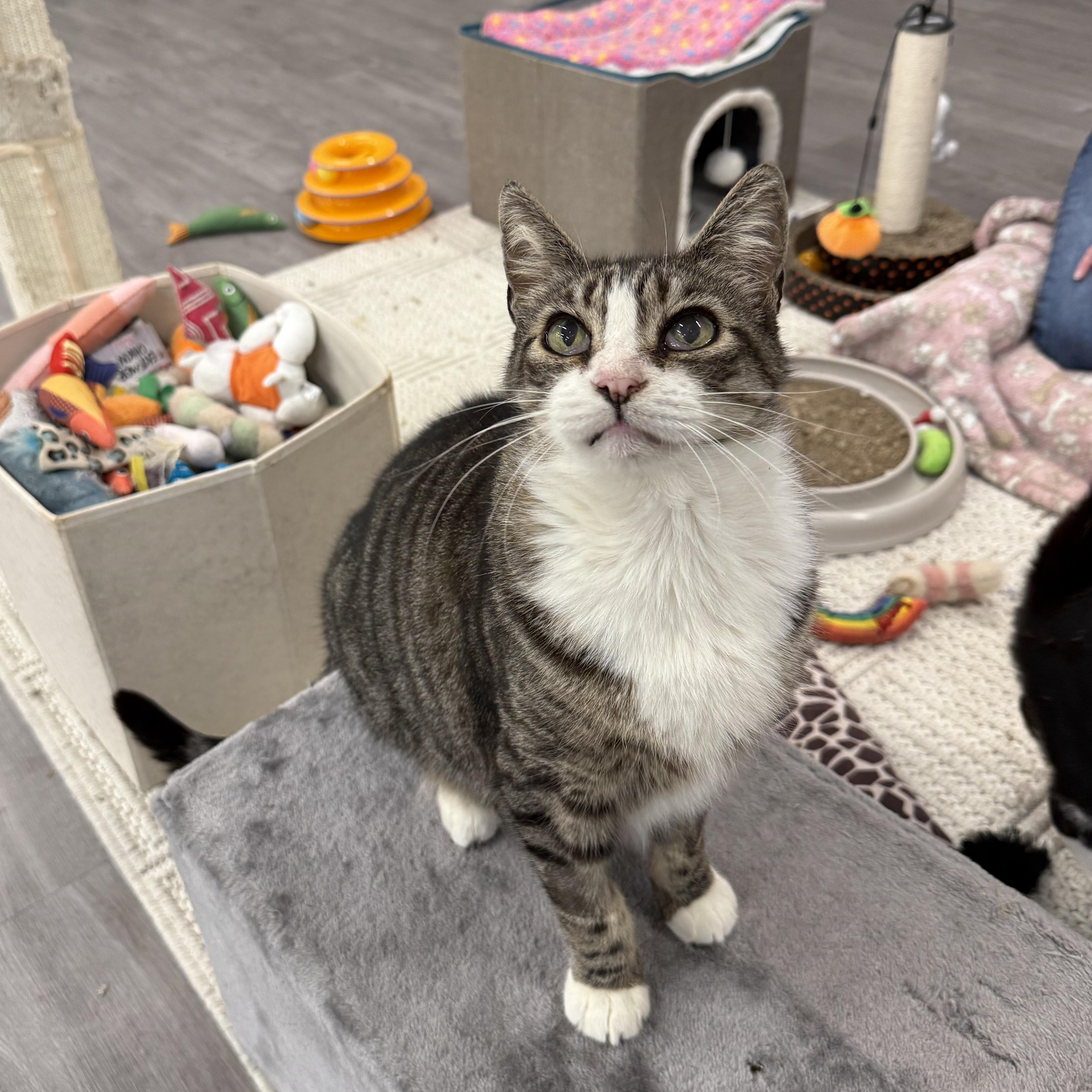 Enlarge Stanley, a ADOPTABLE Domestic Short Hair in Walnut Creek, CA image 4/6