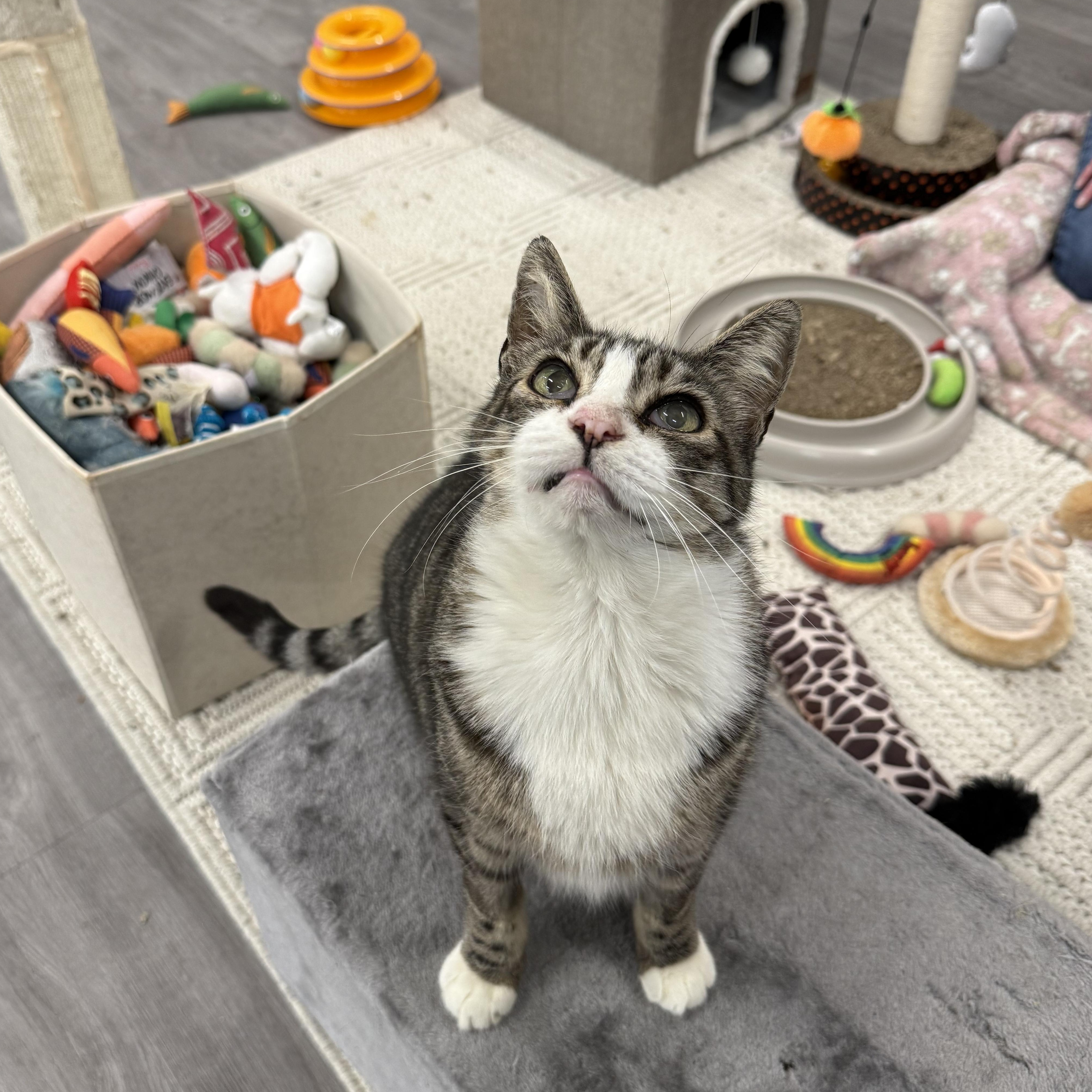 Enlarge Stanley, a ADOPTABLE Domestic Short Hair in Walnut Creek, CA image 2/6