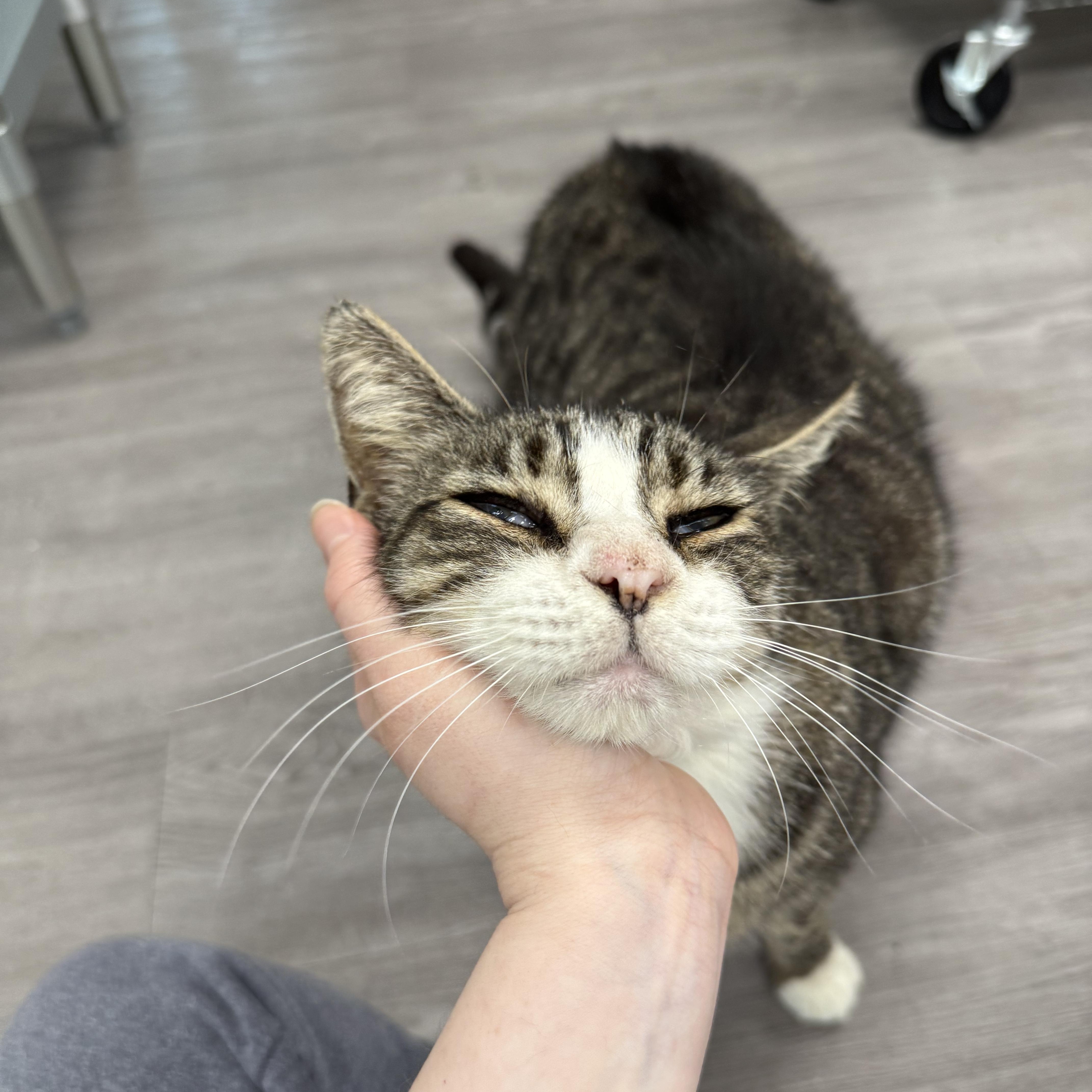 Enlarge Stanley, a ADOPTABLE Domestic Short Hair in Walnut Creek, CA image 5/6