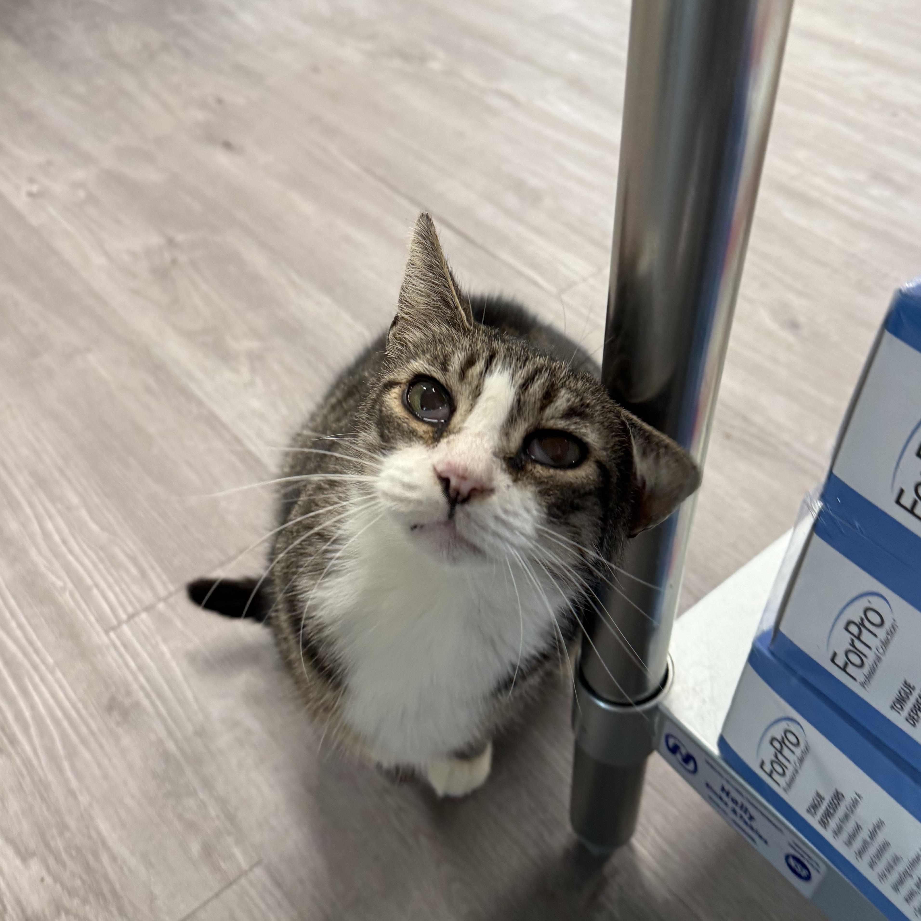 Enlarge Stanley, a ADOPTABLE Domestic Short Hair in Walnut Creek, CA image 3/6