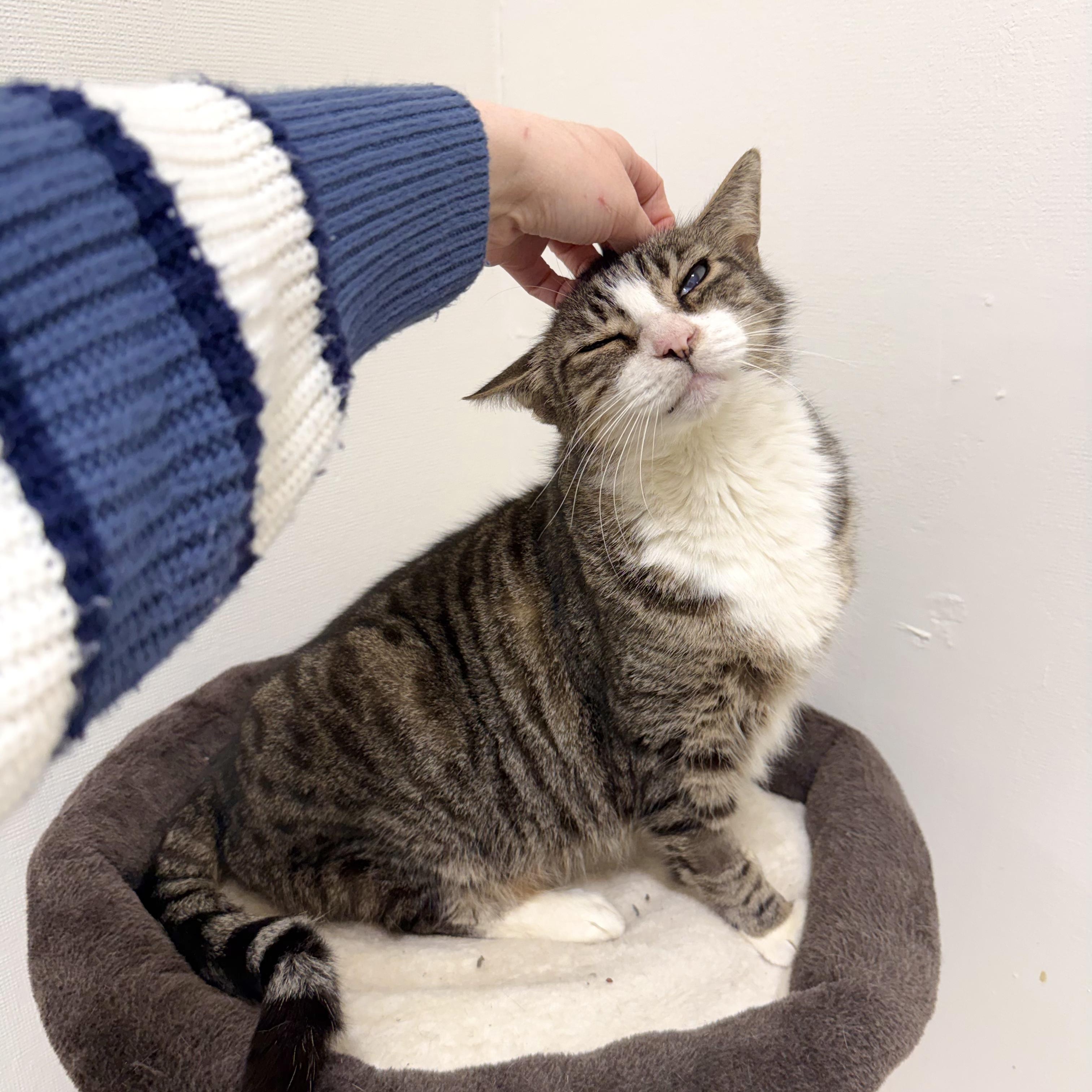 Enlarge Stanley, a ADOPTABLE Domestic Short Hair in Walnut Creek, CA image 6/6