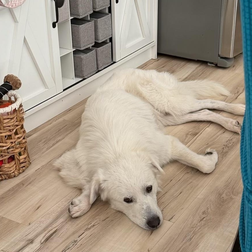Enlarge Sully, a Adopted Great Pyrenees in Lemont, IL image 5/5