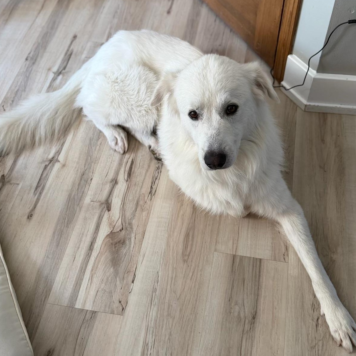 Enlarge Sully, a Adopted Great Pyrenees in Lemont, IL image 4/5